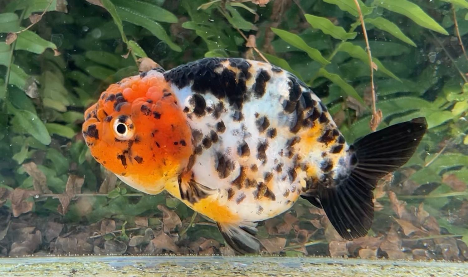 Red Head Calico Yuanbao Ranchu (F, 4.5”) - Free Shipping