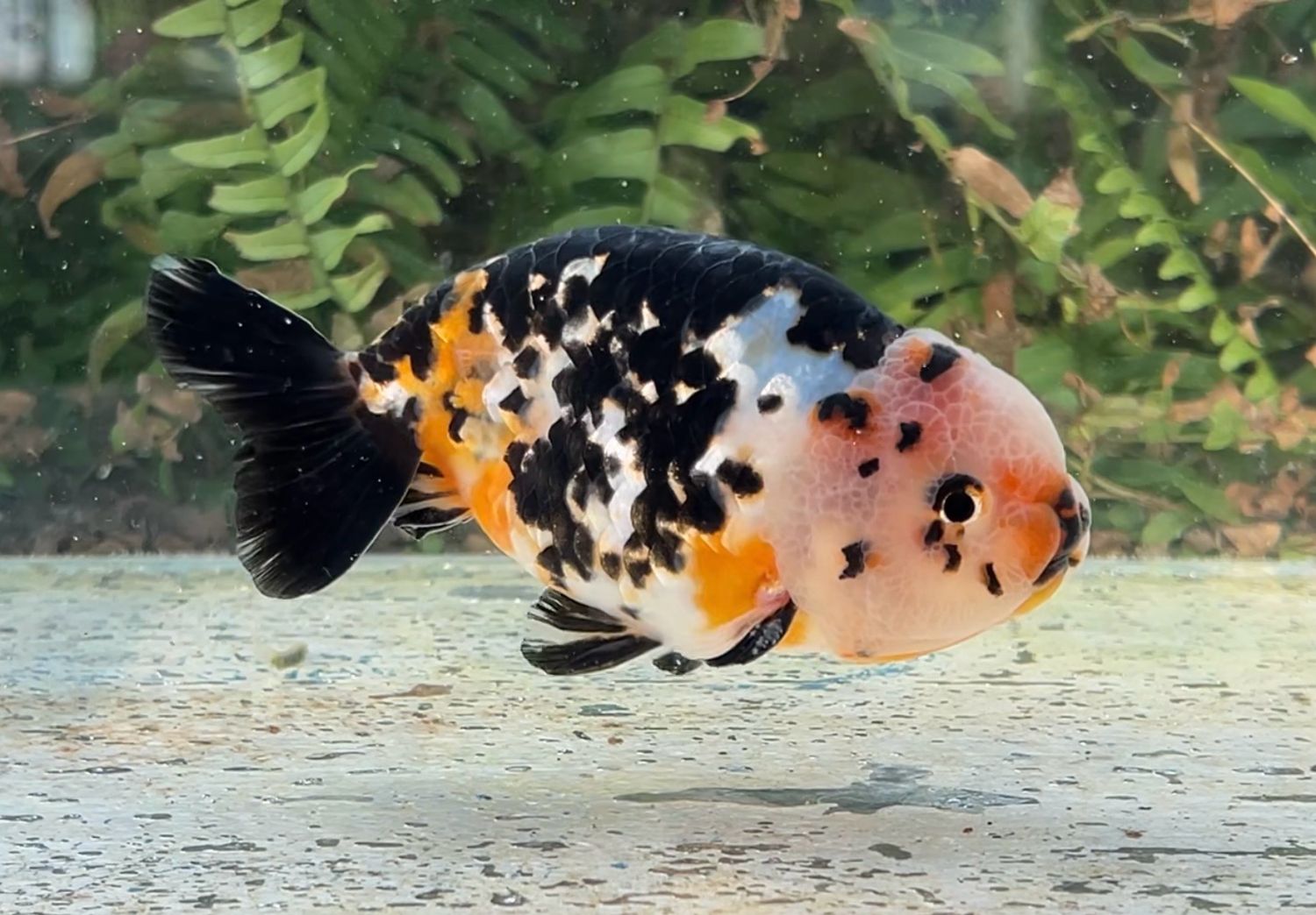 Calico Yuanbao Ranchu (M, 4.75”) - Free Shipping