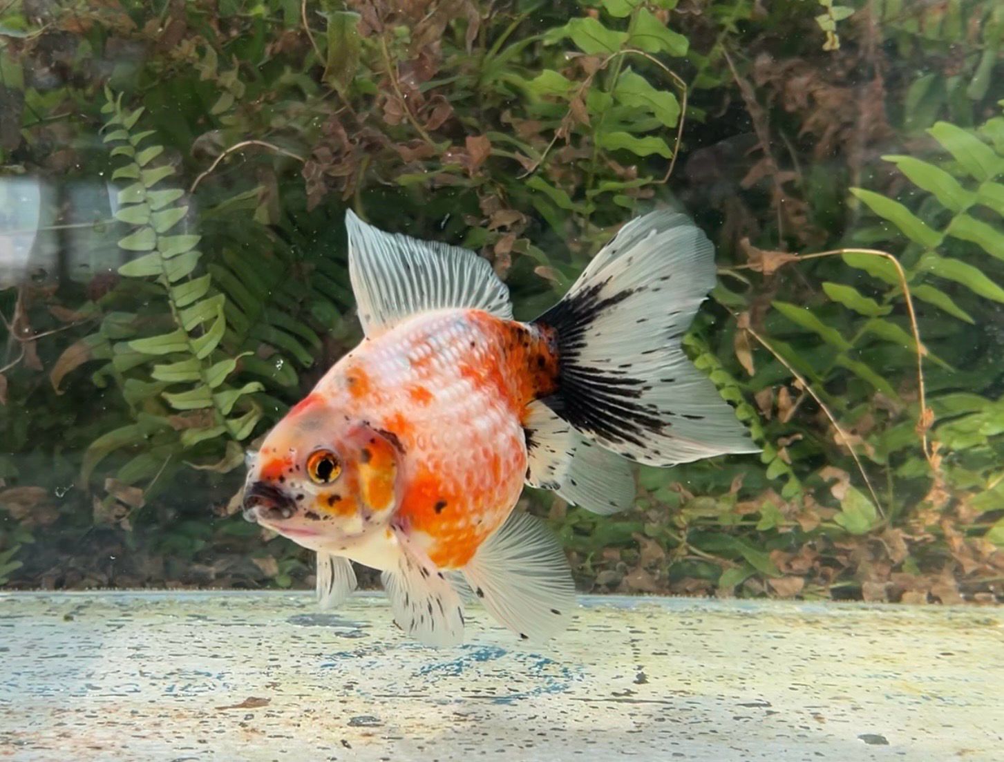 Tri-color Mousehead Pearlscale (M, 5.5”) - Free Shipping