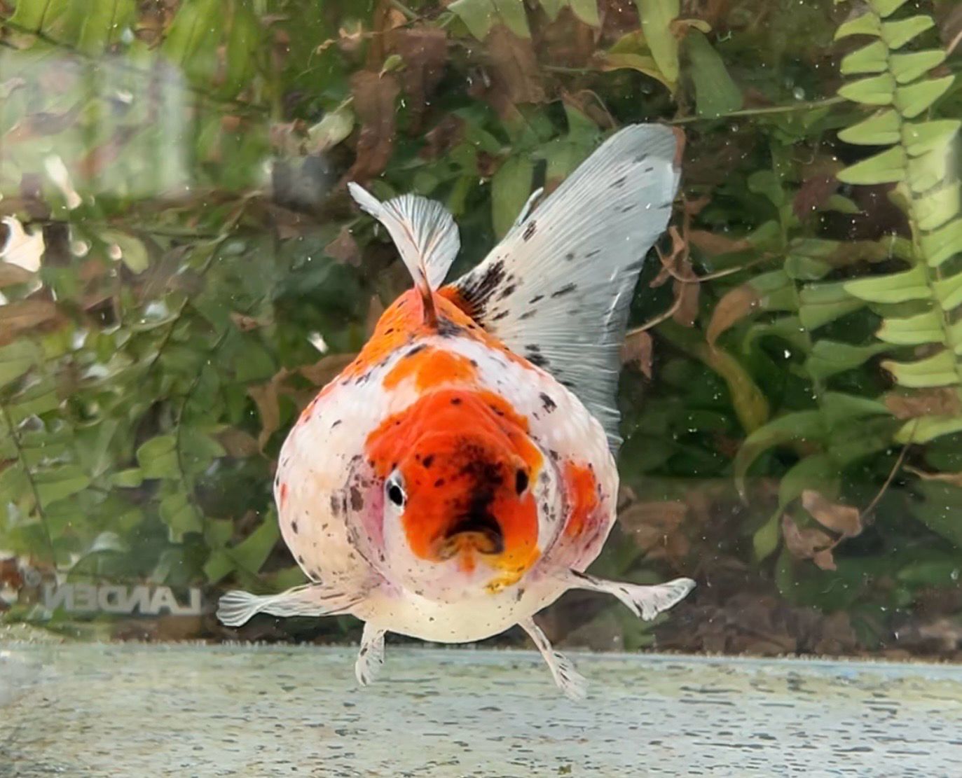 Tri-color Mousehead Pearlscale (F, 4.75”) - Free Shipping