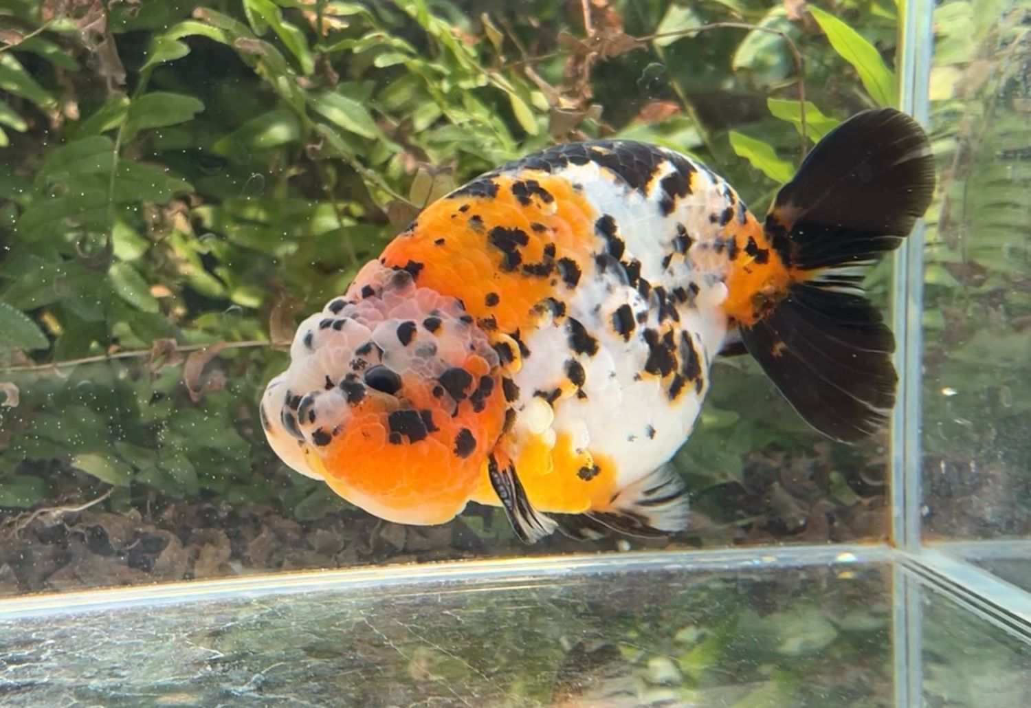 Calico Yuanbao Ranchu (M, 5”) - Free Shipping