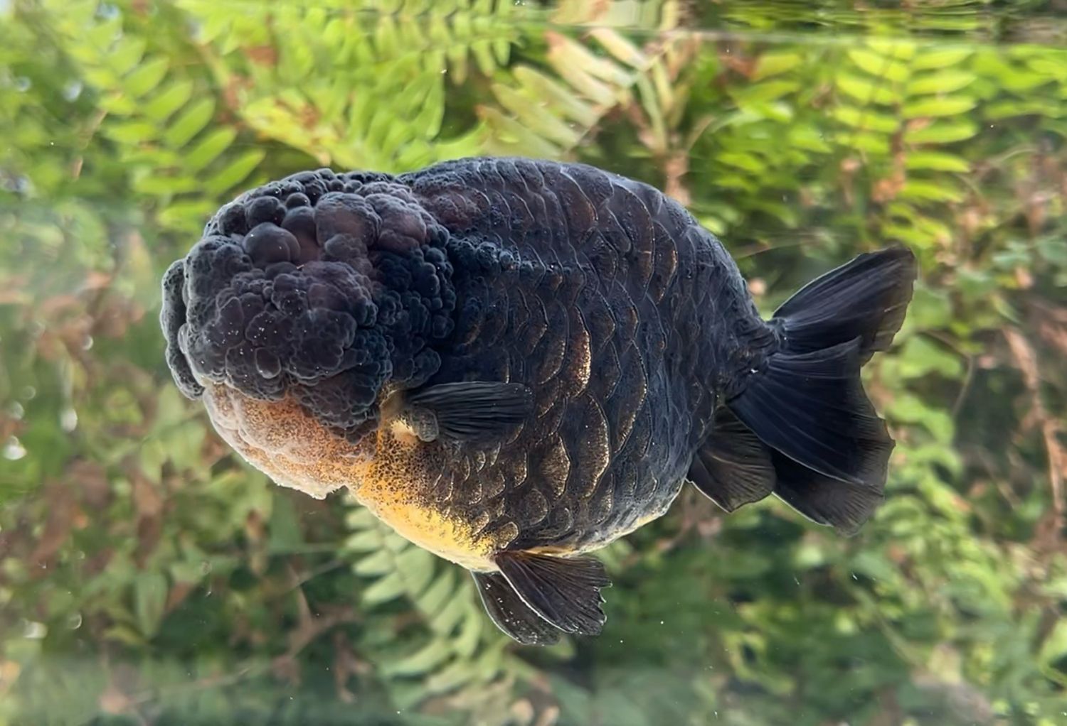 Black Dragon Scale Yuanbao Ranchu (M, 5”) - Free Shipping