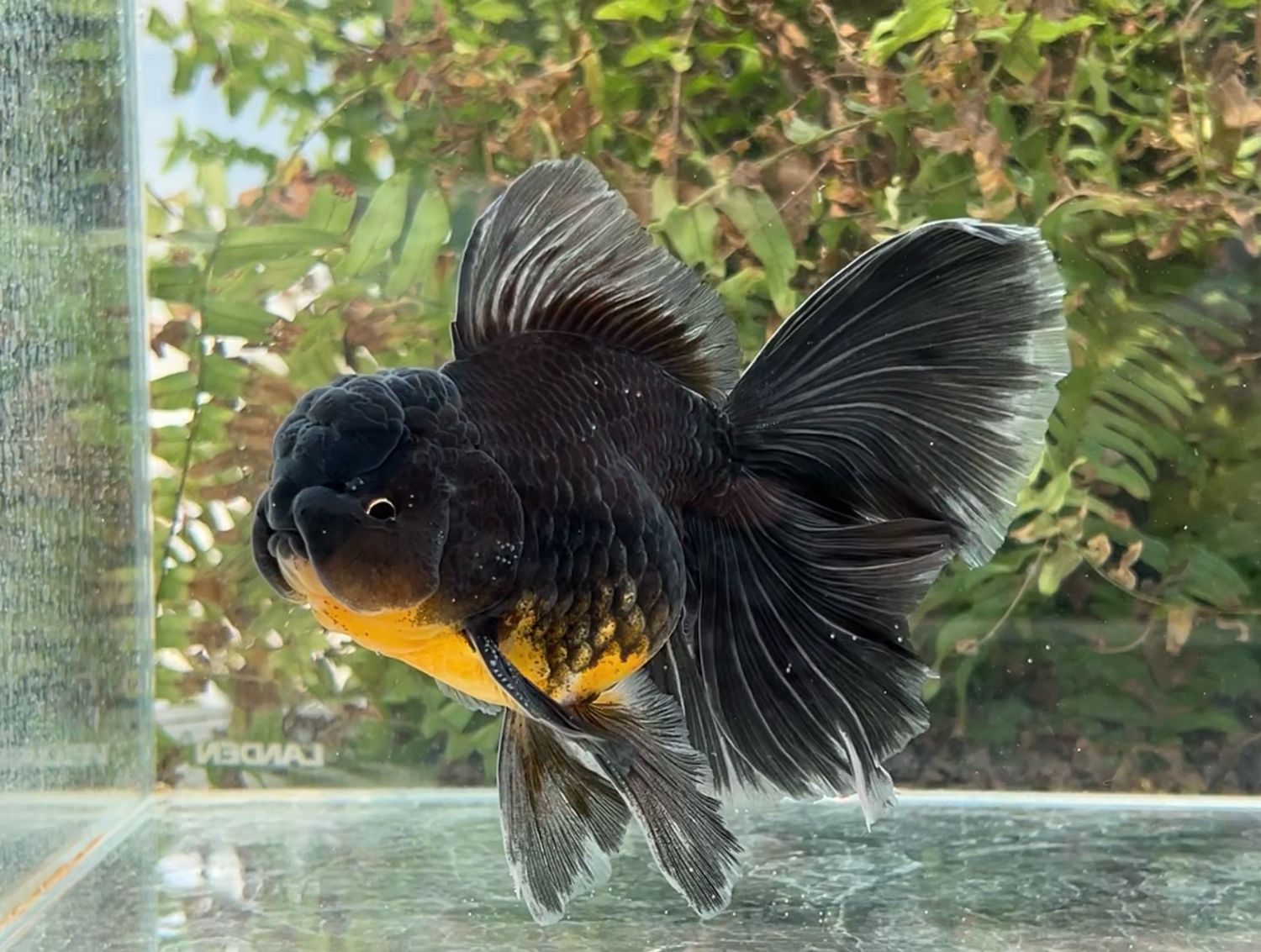Black Kirin Rosetail Oranda (M, 5.75”) - Free Shipping