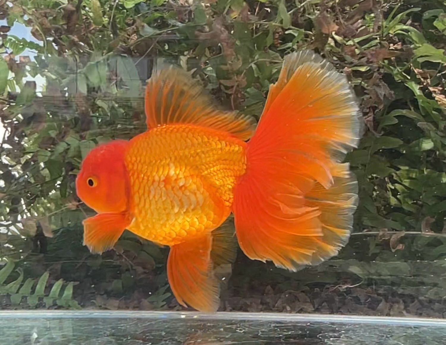 Red Peonytail Oranda (M, 6.25”) - Free Shipping