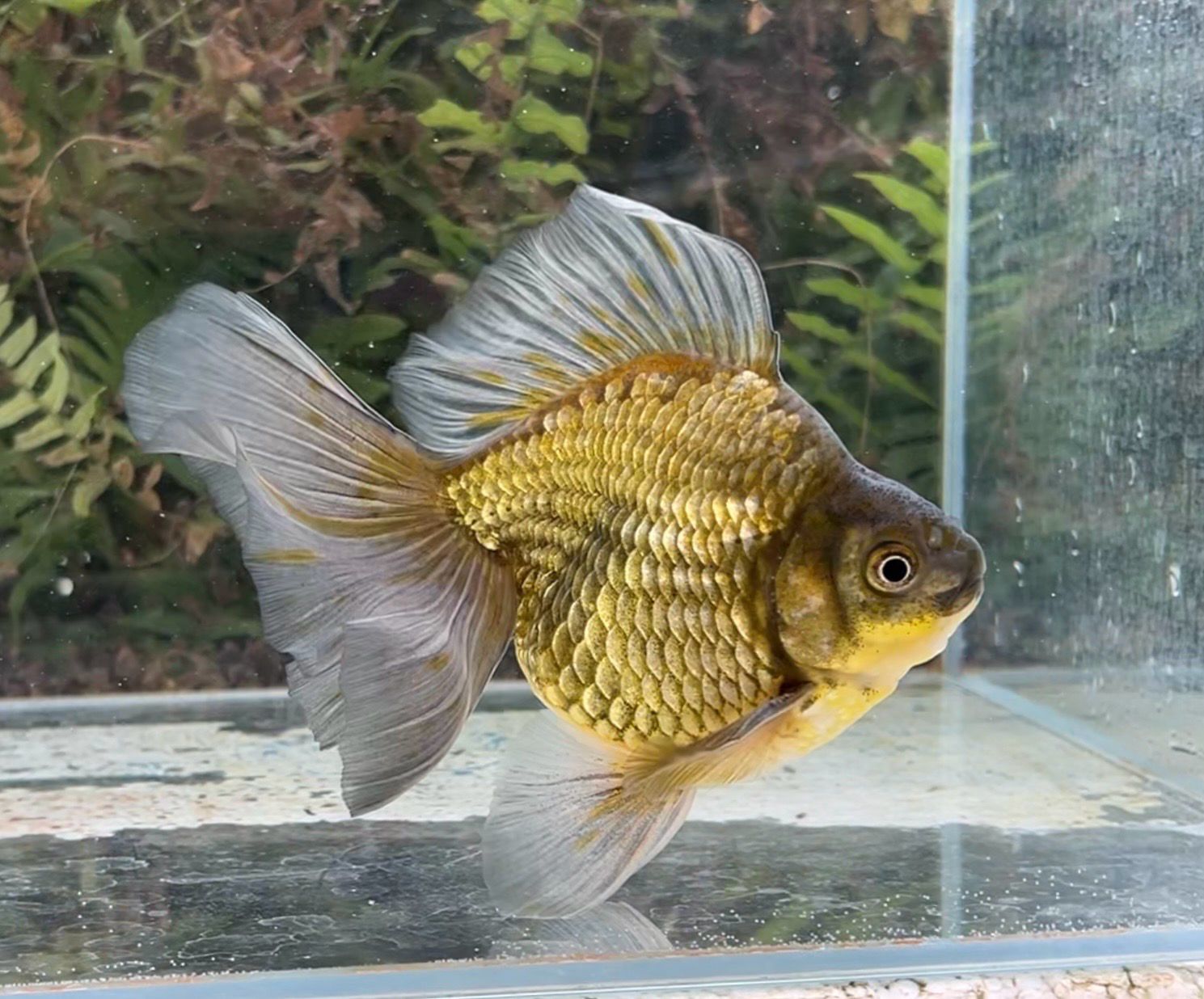 Blue And Bronze Broadtail Ryukin (M, 5.75”) - Free Shipping