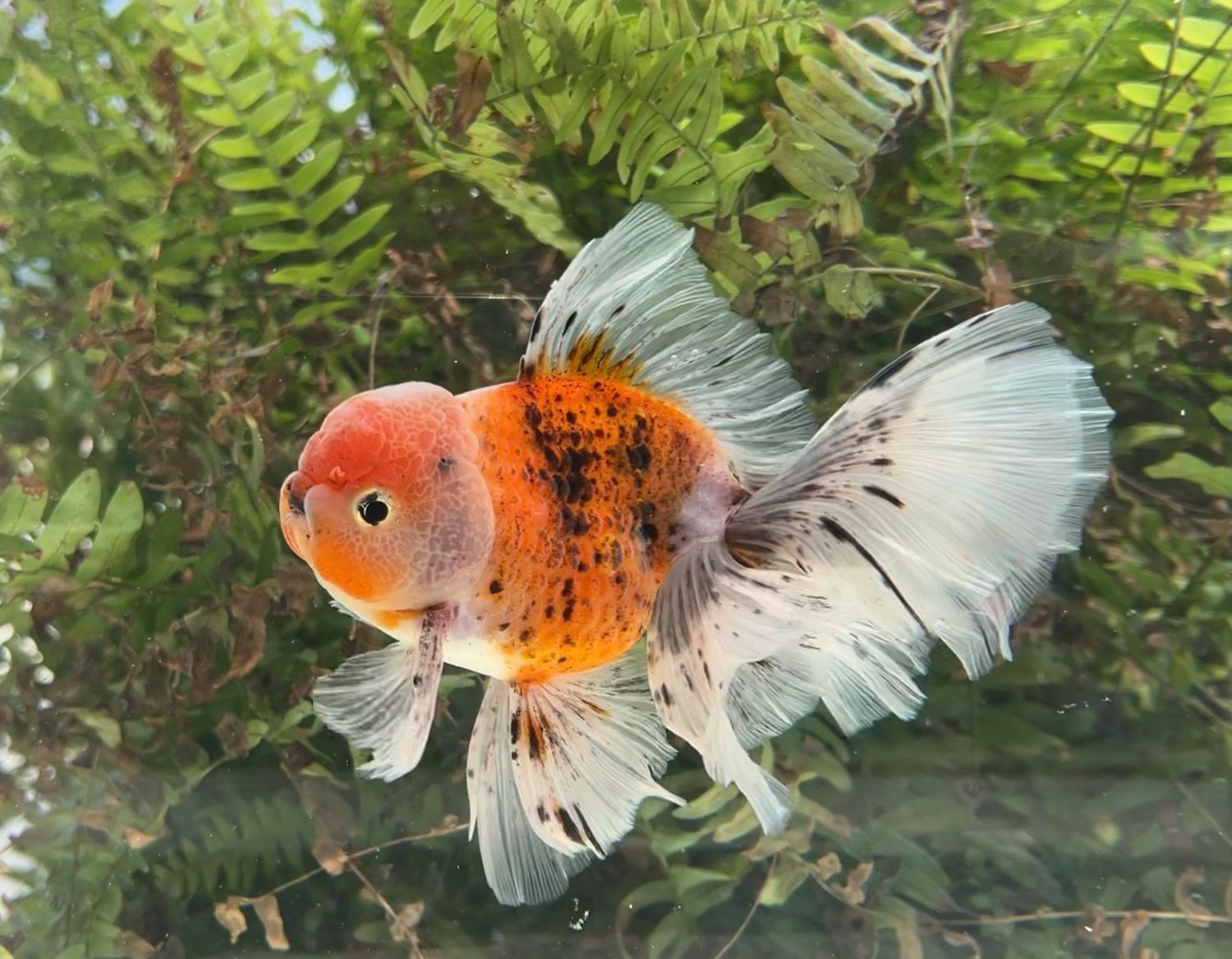 Calico Rosetail Oranda (M, 6”) - Free Shipping