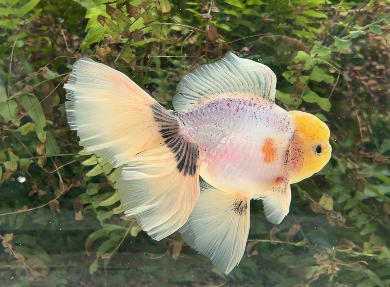 Blue Based Rosetail Oranda (M, 6.25”) - Free Shipping