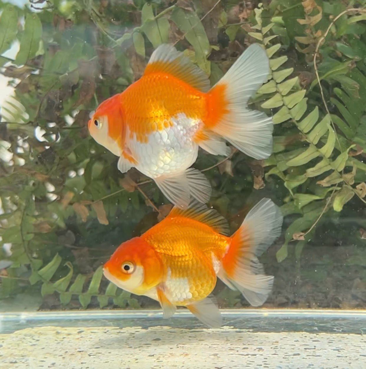2 Pack Baby Red And White Peonytail Orandas (3.5”) - Free Shipping