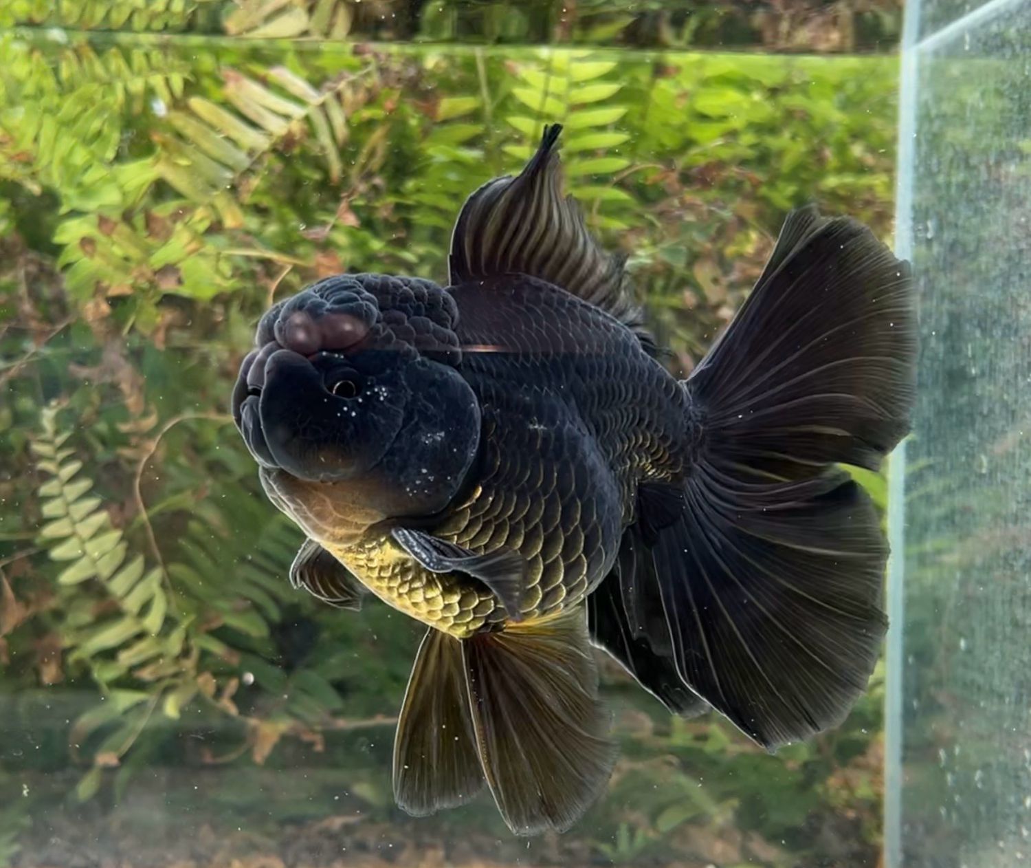 Black Rosetail Oranda (M, 6.25”) - Free Shipping
