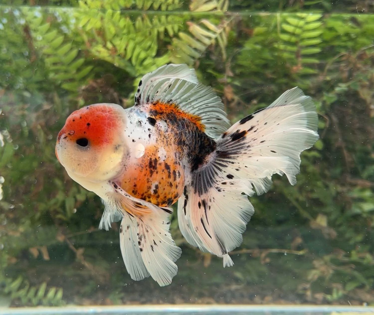 Calico Rosetail Oranda (M, 5.25”) - Free Shipping