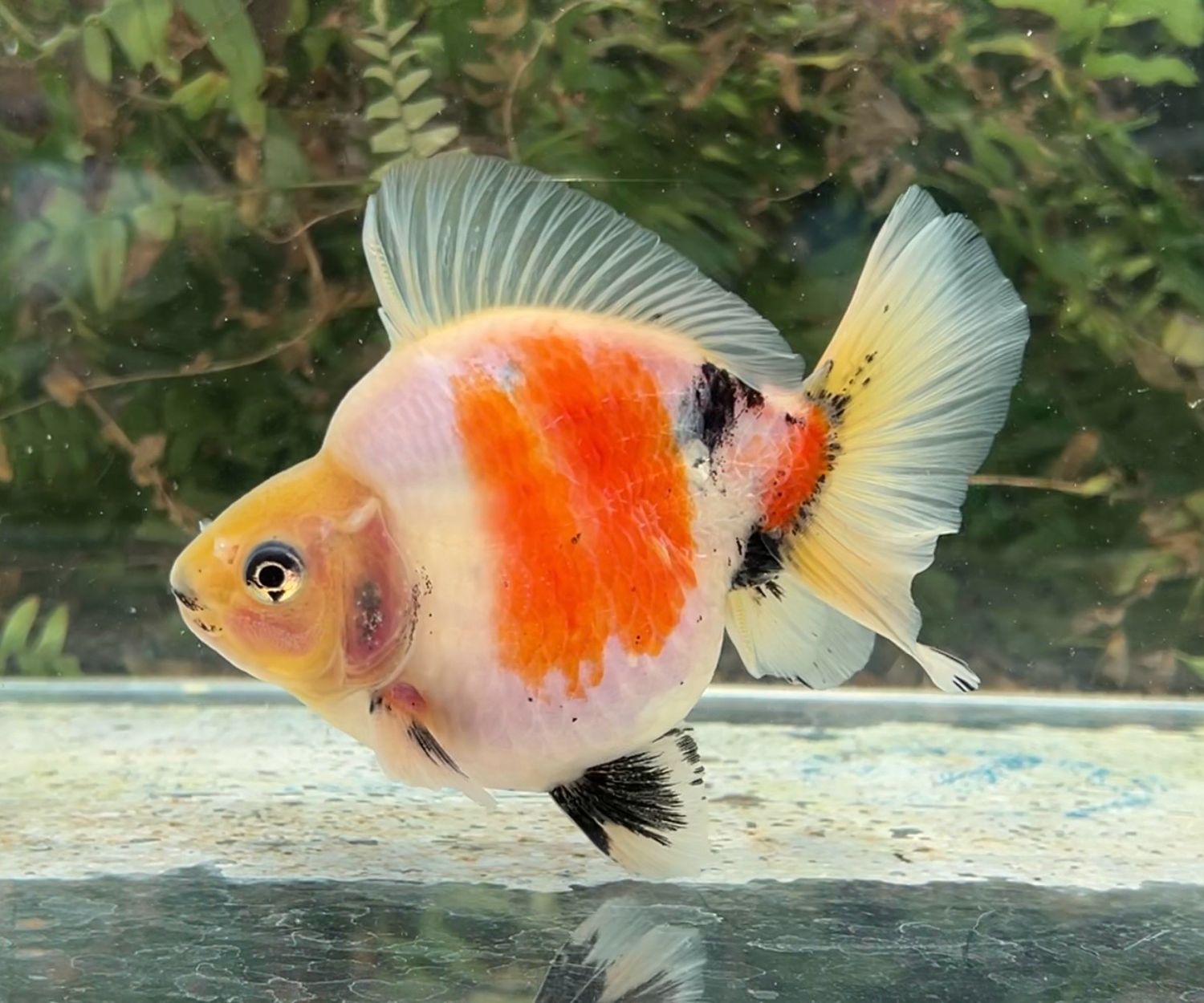 Tri-color Shorttail Ryukin (M, 4.75”) - Free Shipping