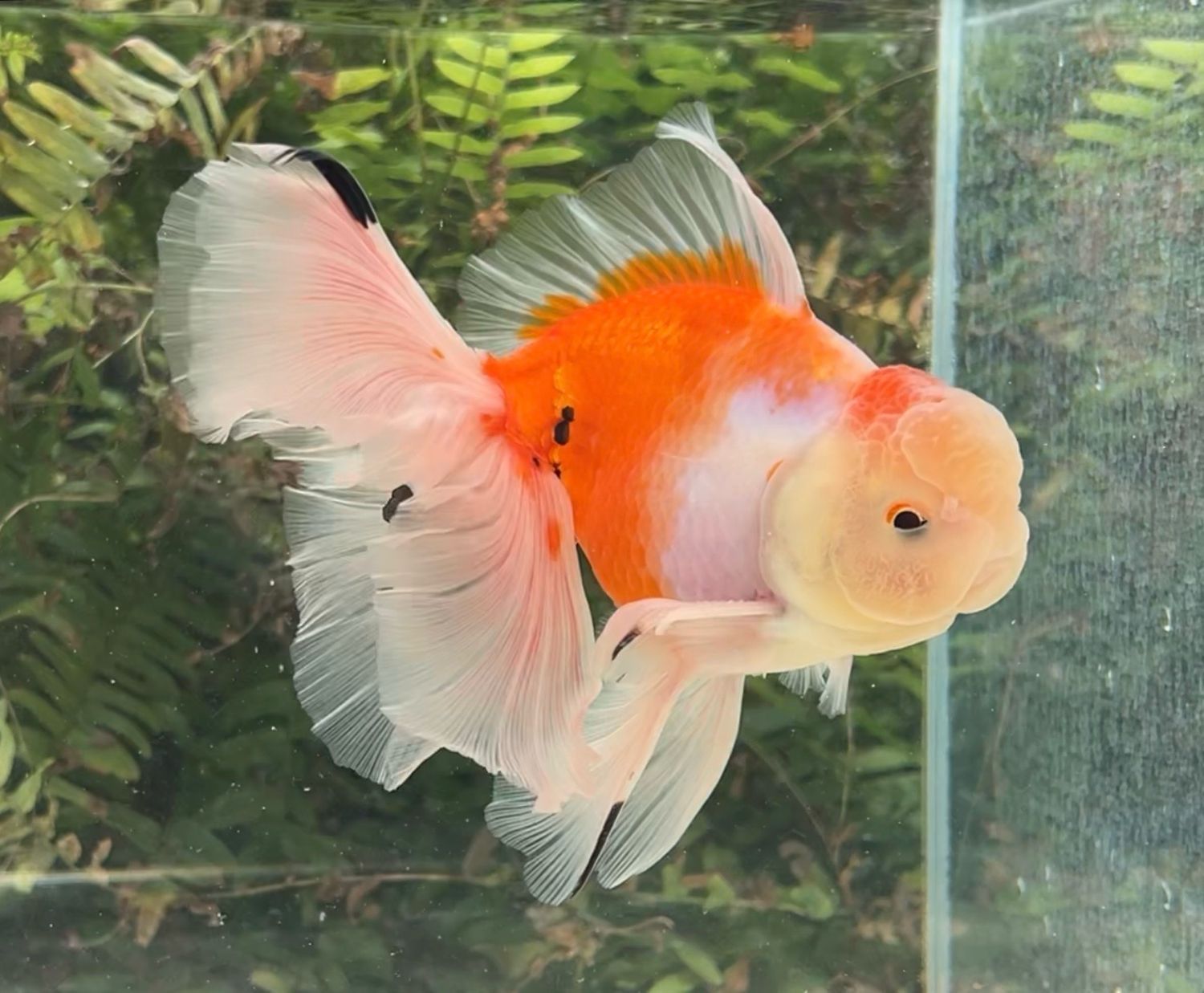 Tri-color Rosetail Oranda (M, 6.5”) - Free Shipping
