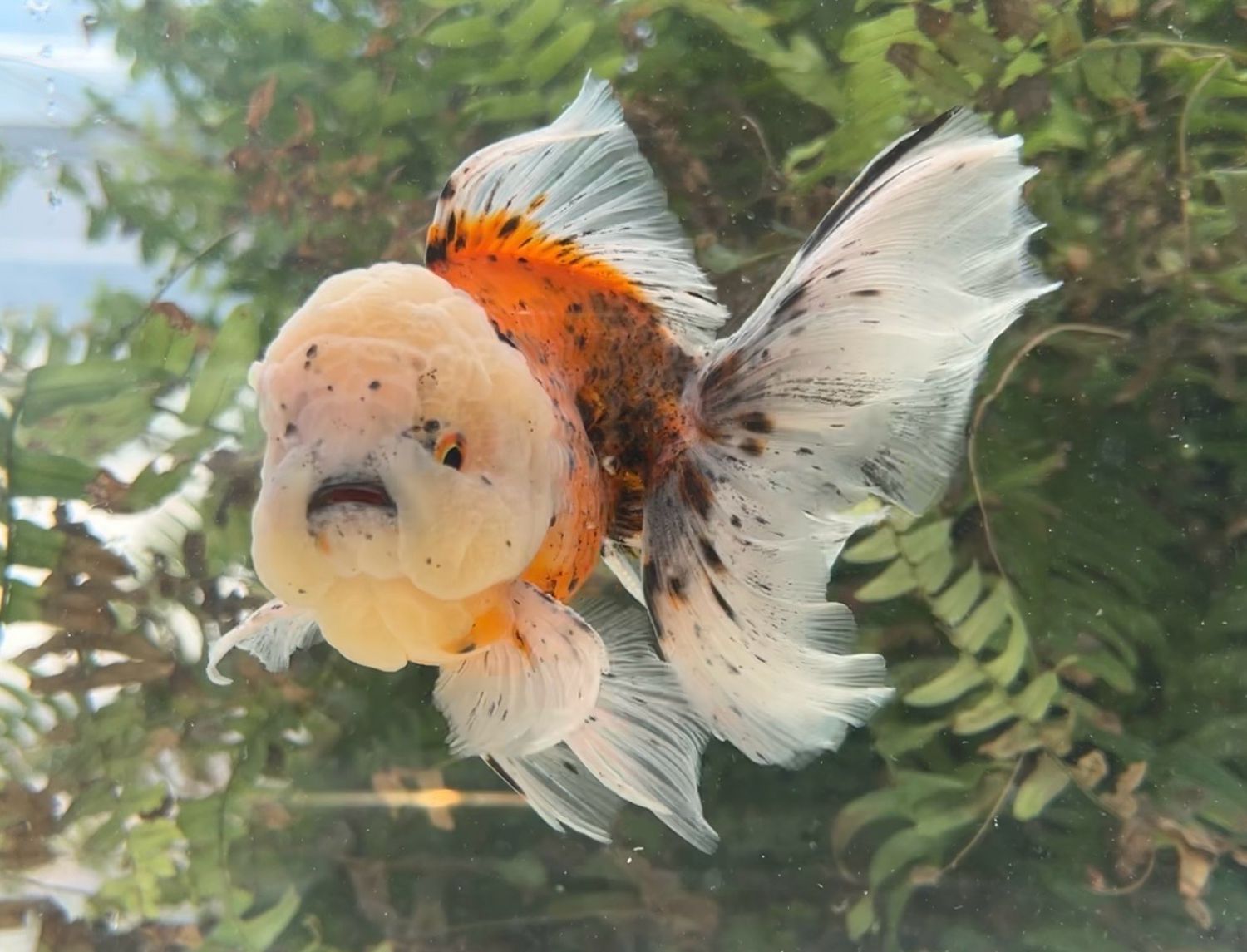 Leopard Spots Rosetail Oranda (M, 6”) - Free Shipping