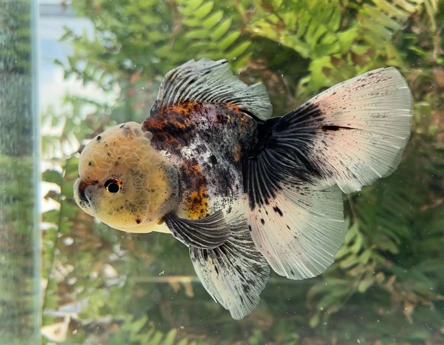 Calico Rosetail Oranda (M, 5.25”) - Free Shipping