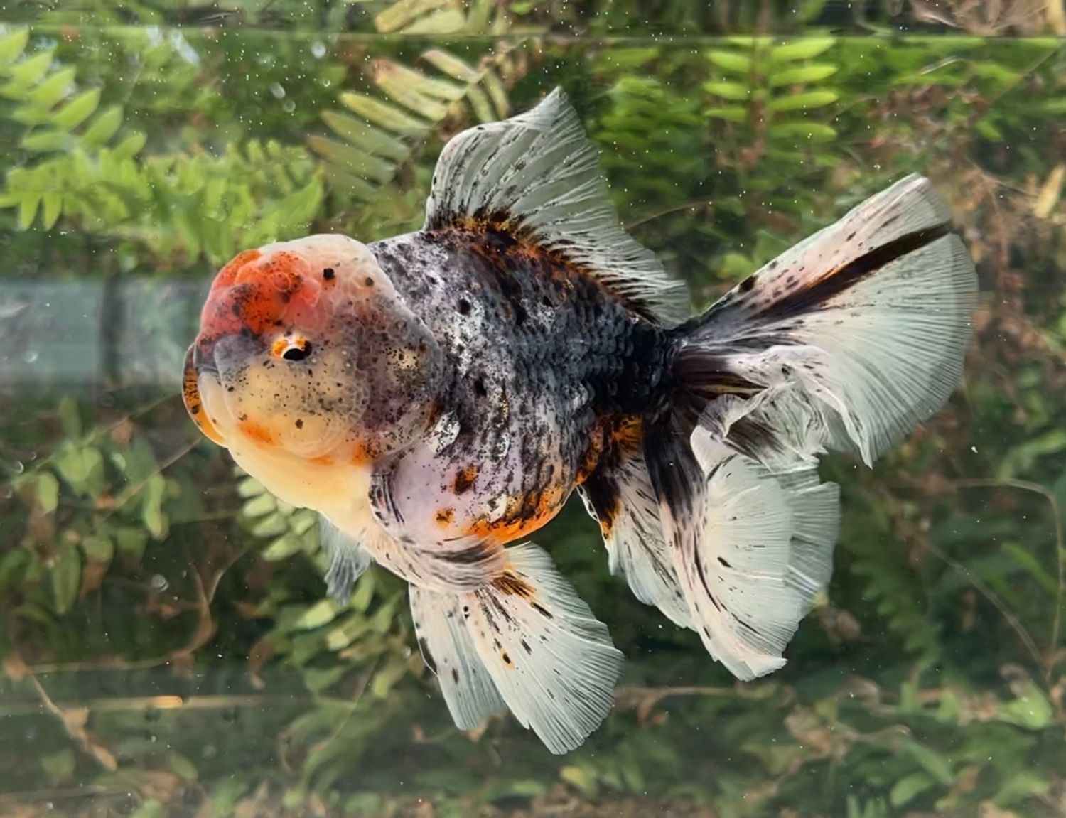 Kirin Rosetail Oranda (M, 6”) - Free Shipping