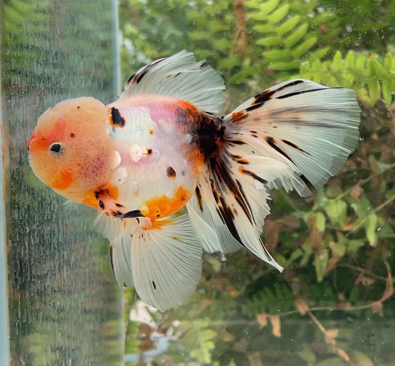 Silver Coin Calico Rosetail Oranda (M, 4.75”) - Free Shipping