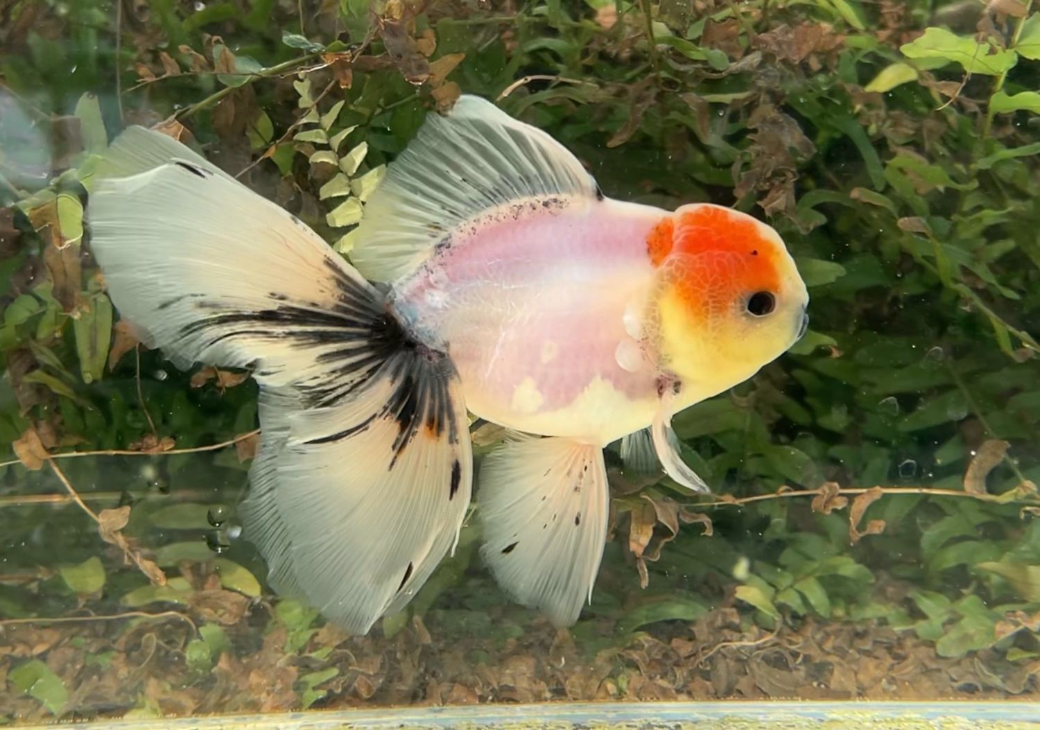 Tri-color Rosetail Oranda (M, 6”) - Free Shipping