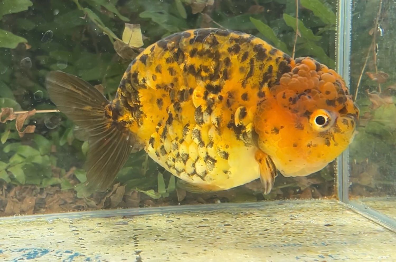 Gold Coin Tiger Yuanbao Ranchu (F, 5”) - Free Shipping