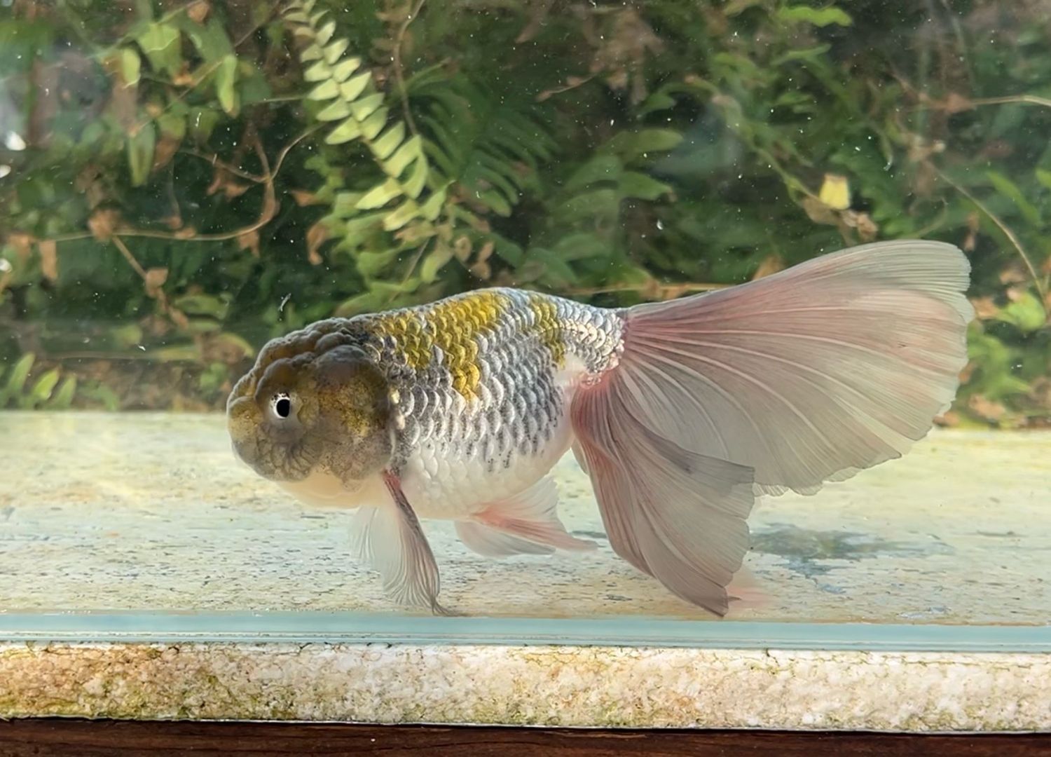 Blue Orchidtail Lionhead (M, 6”) - Free Shipping