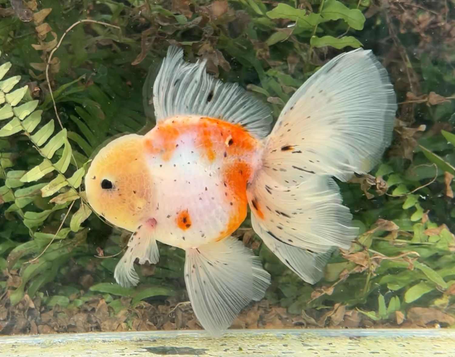 Tri-color Rosetail Oranda (M, 5.5”) - Free Shipping