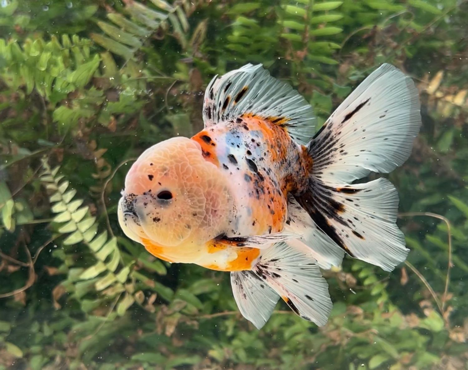 Calico Rosetail Oranda (M, 5.5”) - Free Shipping