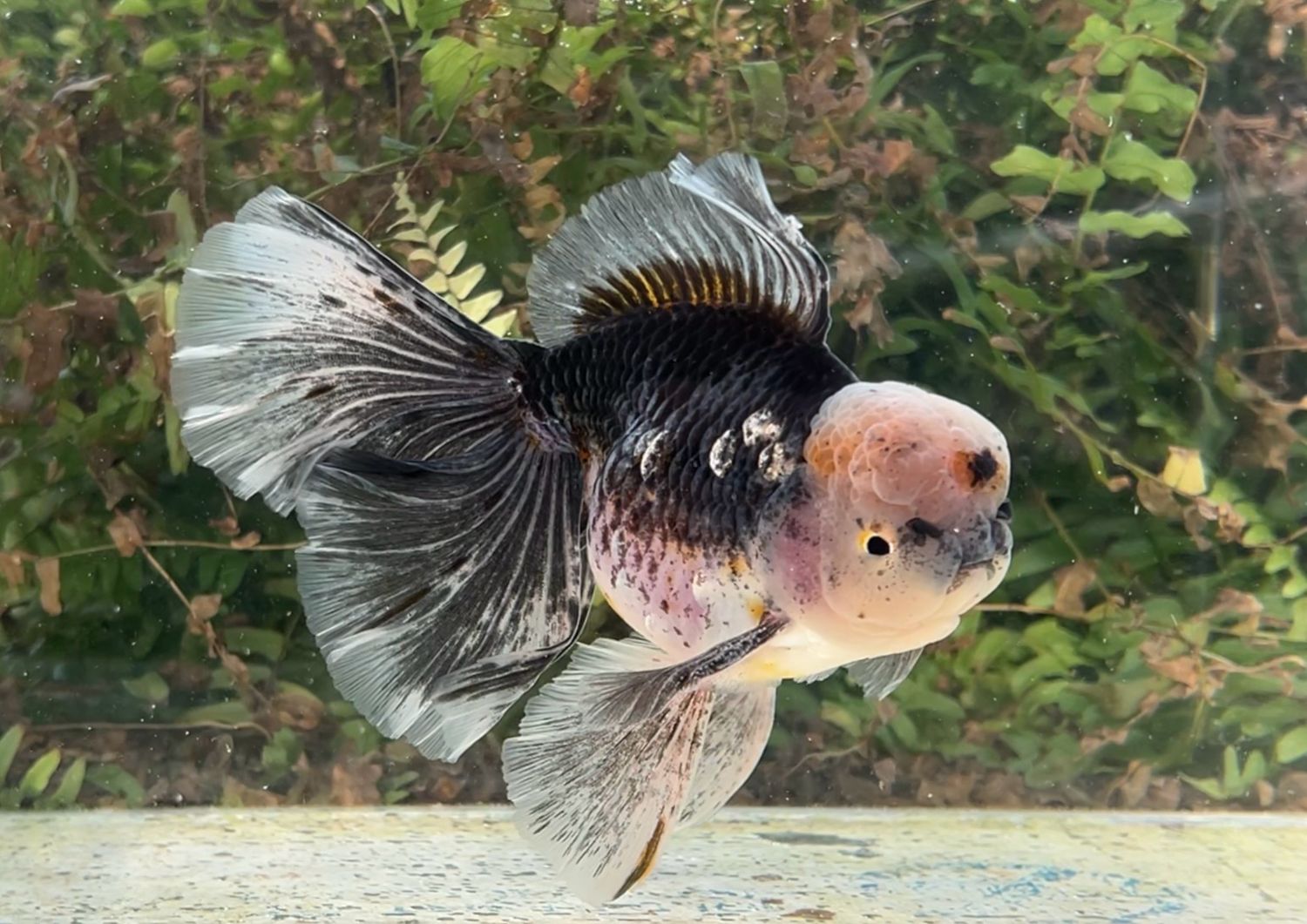 Black Kirin Rosetail Oranda (M, 6”) - Free Shipping