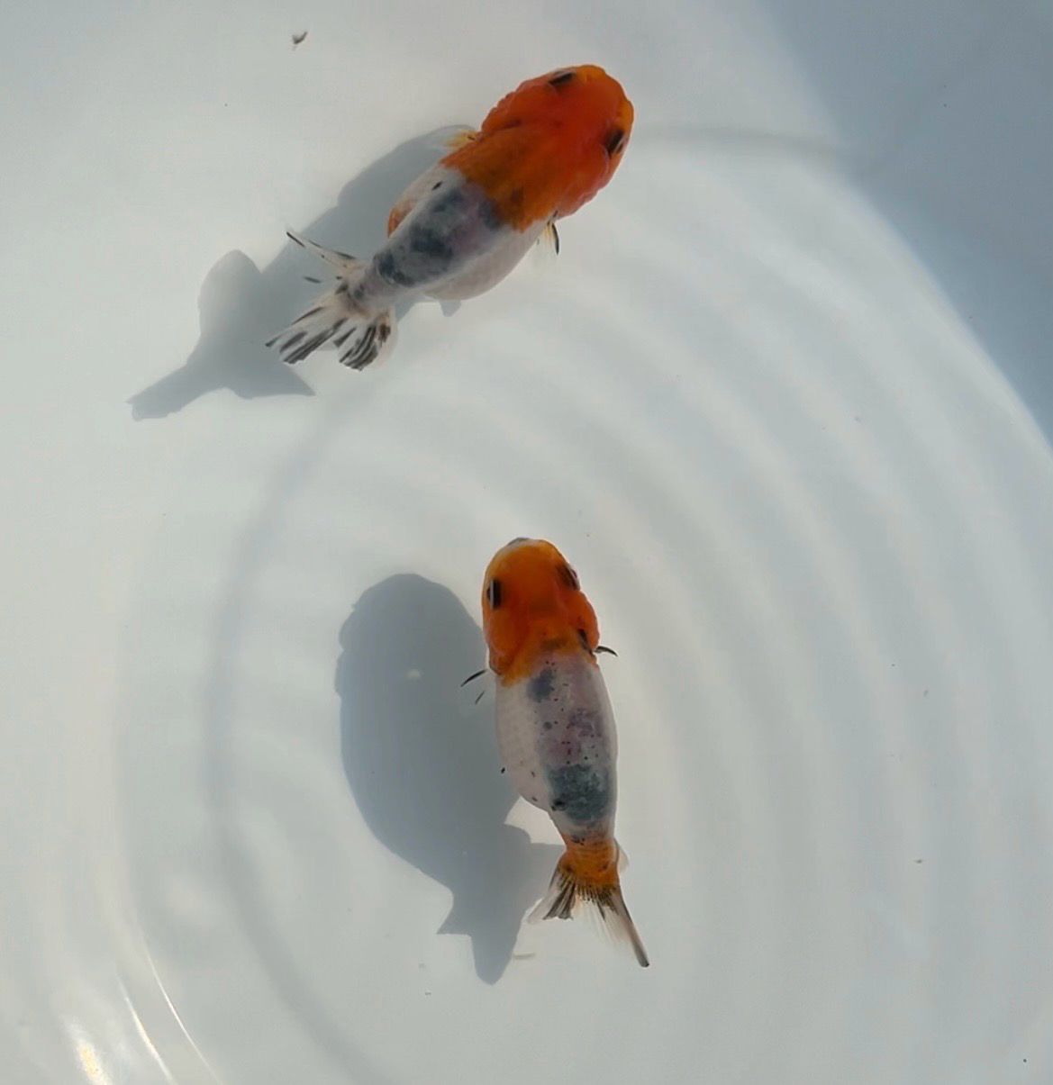 2 Pack Baby Calico Yuanbao Ranchus (2.25 - 2.5”) - Free Shipping