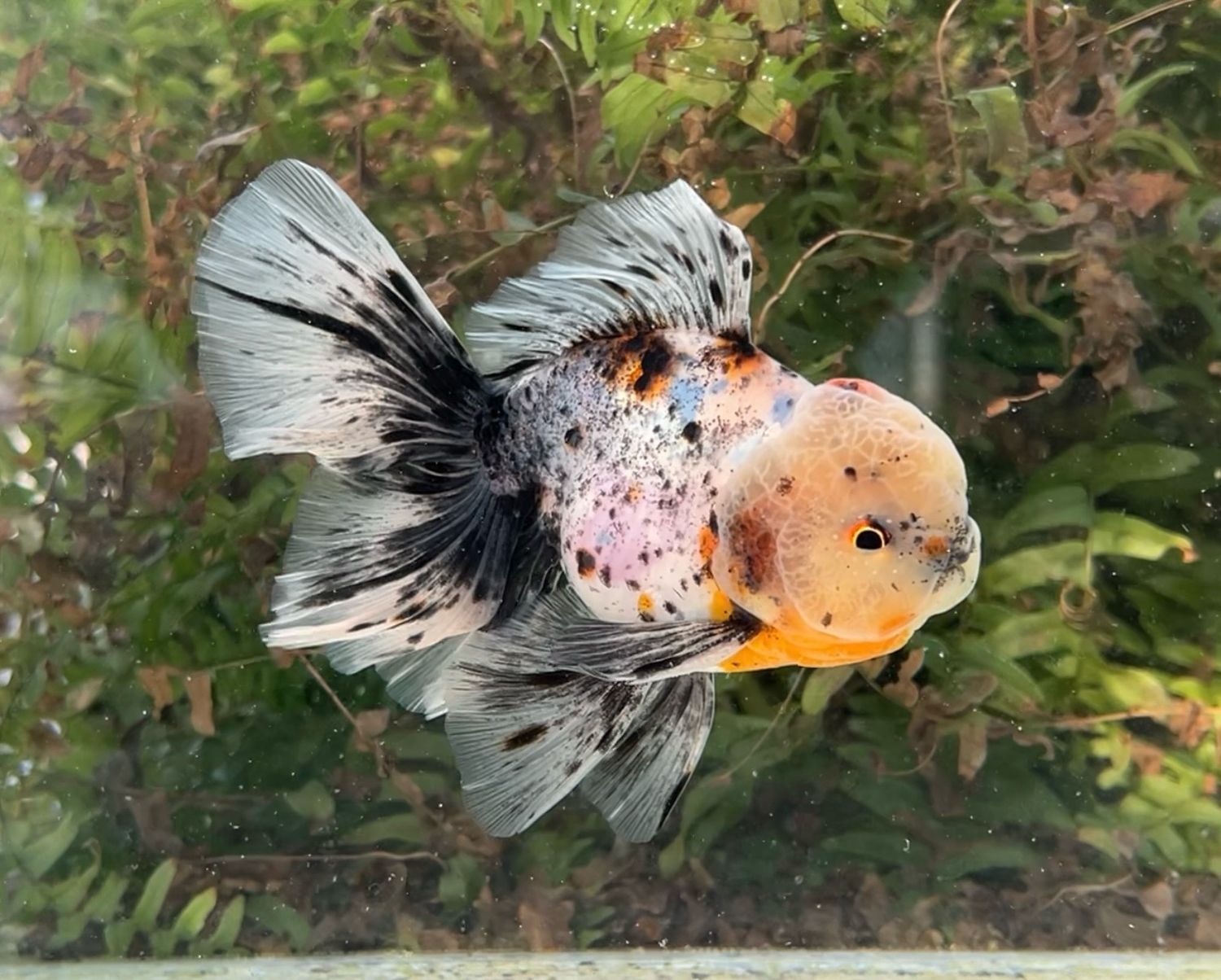 Calico Rosetail Oranda (M, 5.5”) - Free Shipping