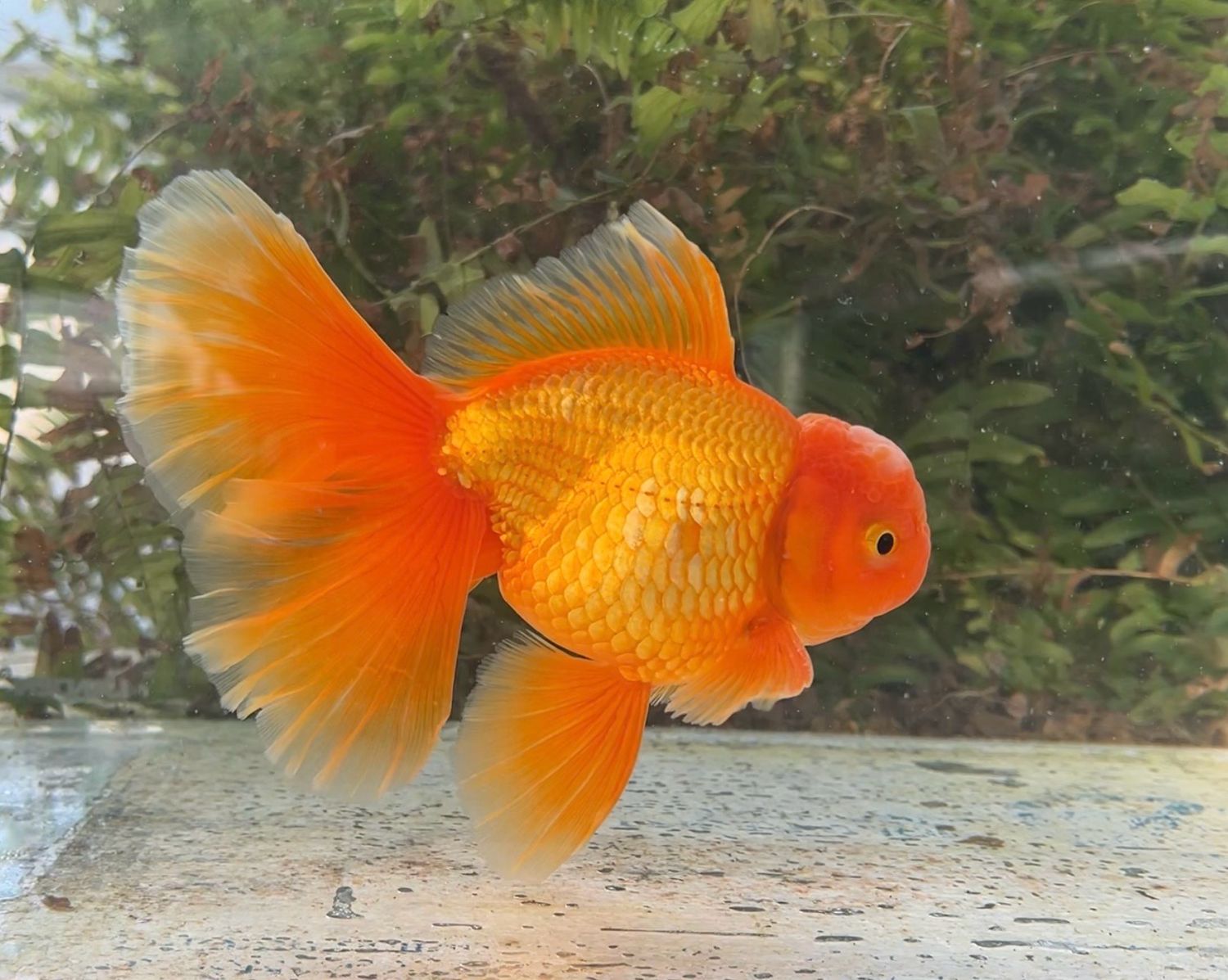 Red Peonytail Oranda (M, 6”) - Free Shipping