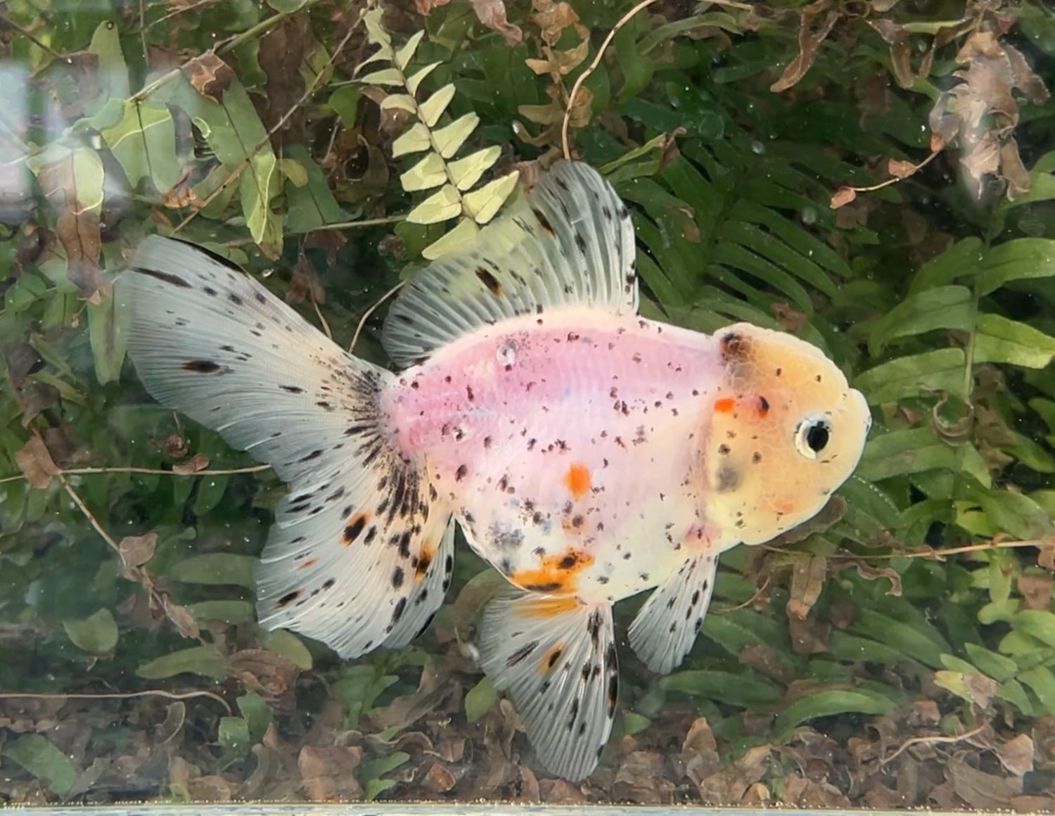 Calico Rosetail Oranda (F, 5”) - Free Shipping