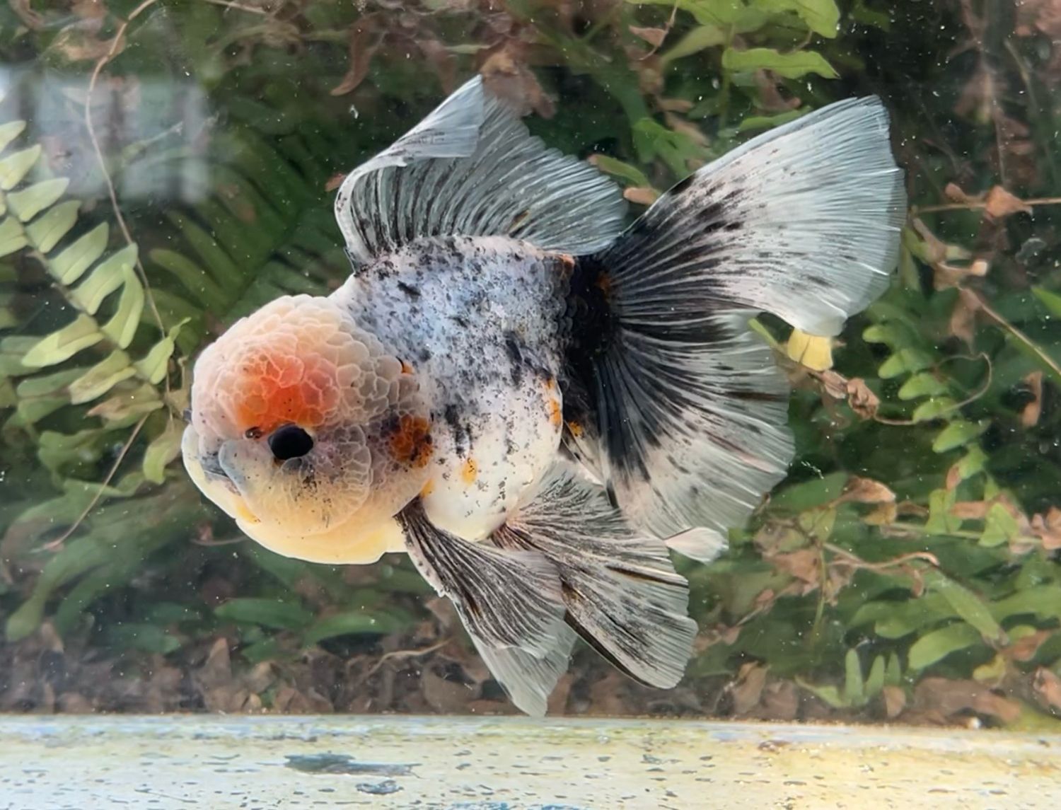 Calico Rosetail Oranda (M, 5.25”) - Free Shipping