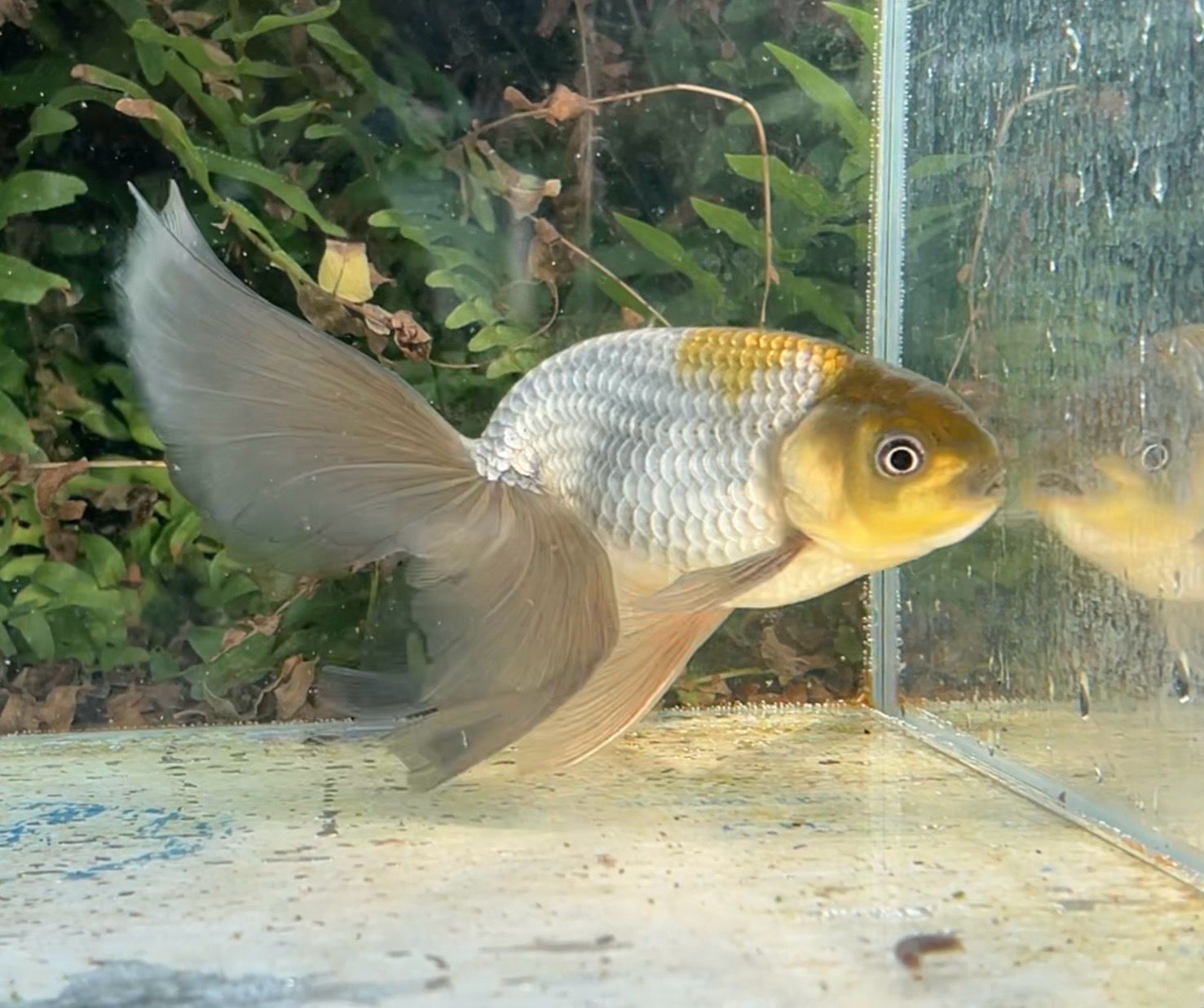 Blue Egg Phoenix (M, 6”) - Free Shipping