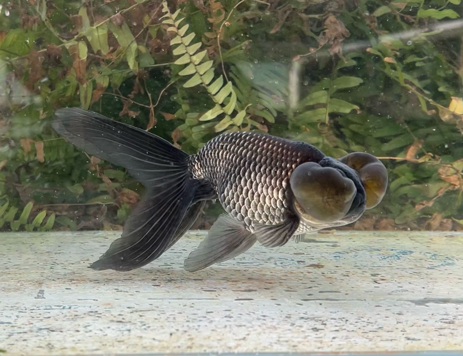 Blue Bubbleeye (M, 6.5”) - Free Shipping