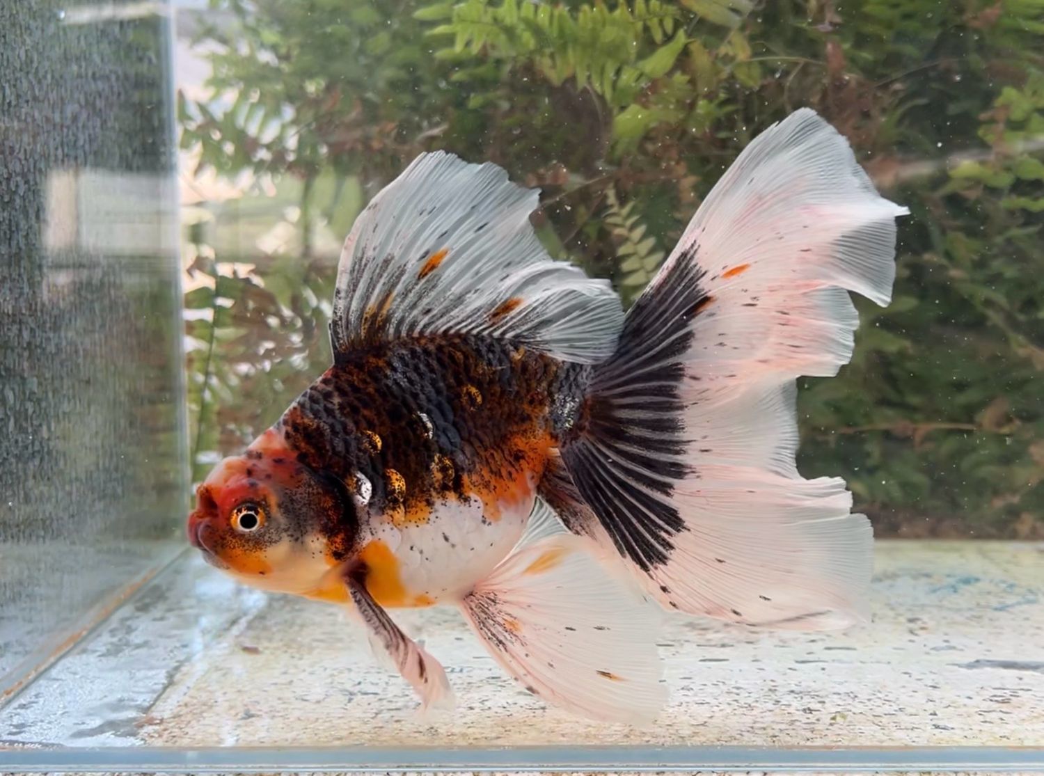 Kirin High Head Veiltail (M, 8”) - Free Shipping