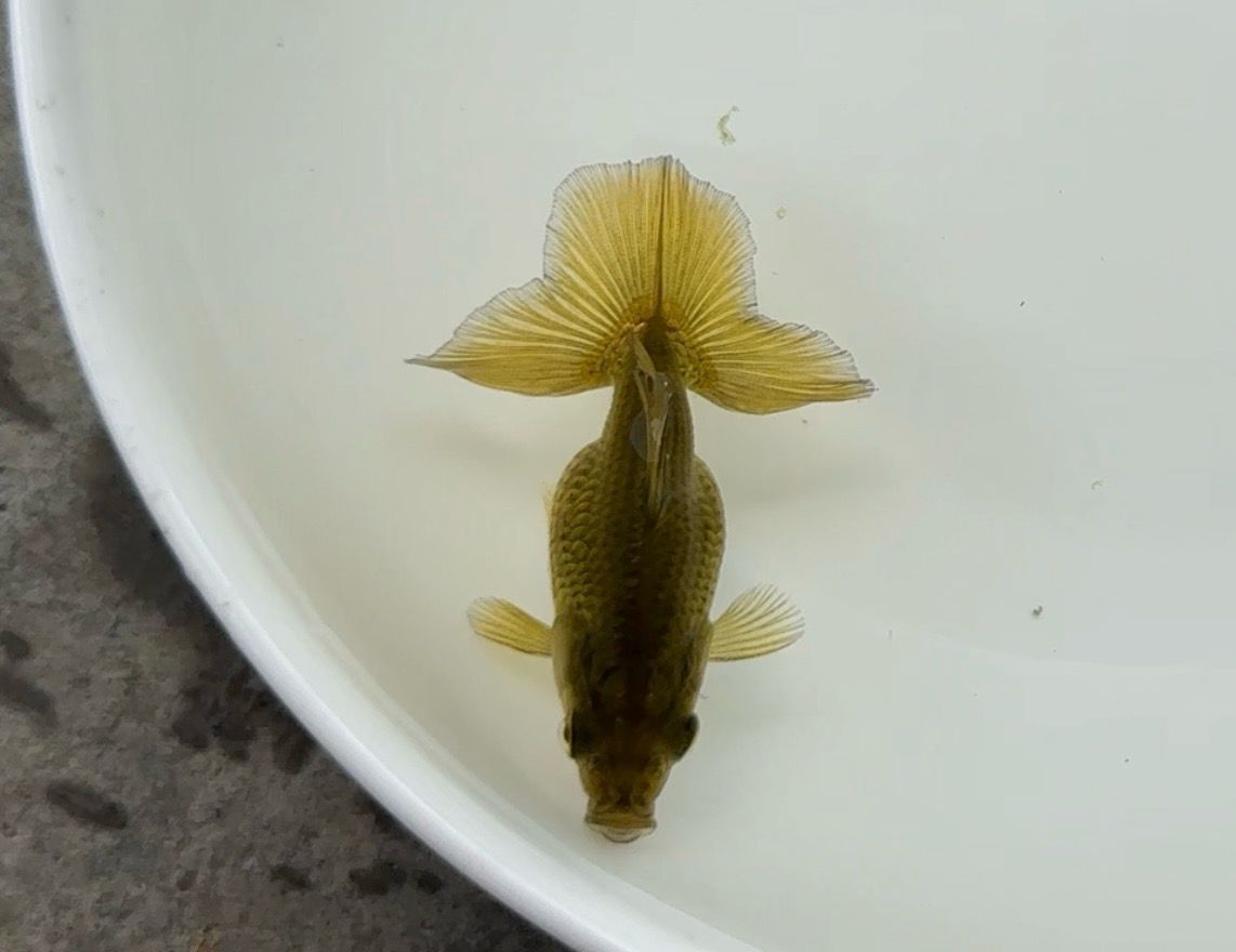 Baby Tosakin (2.5”) - Free Shipping