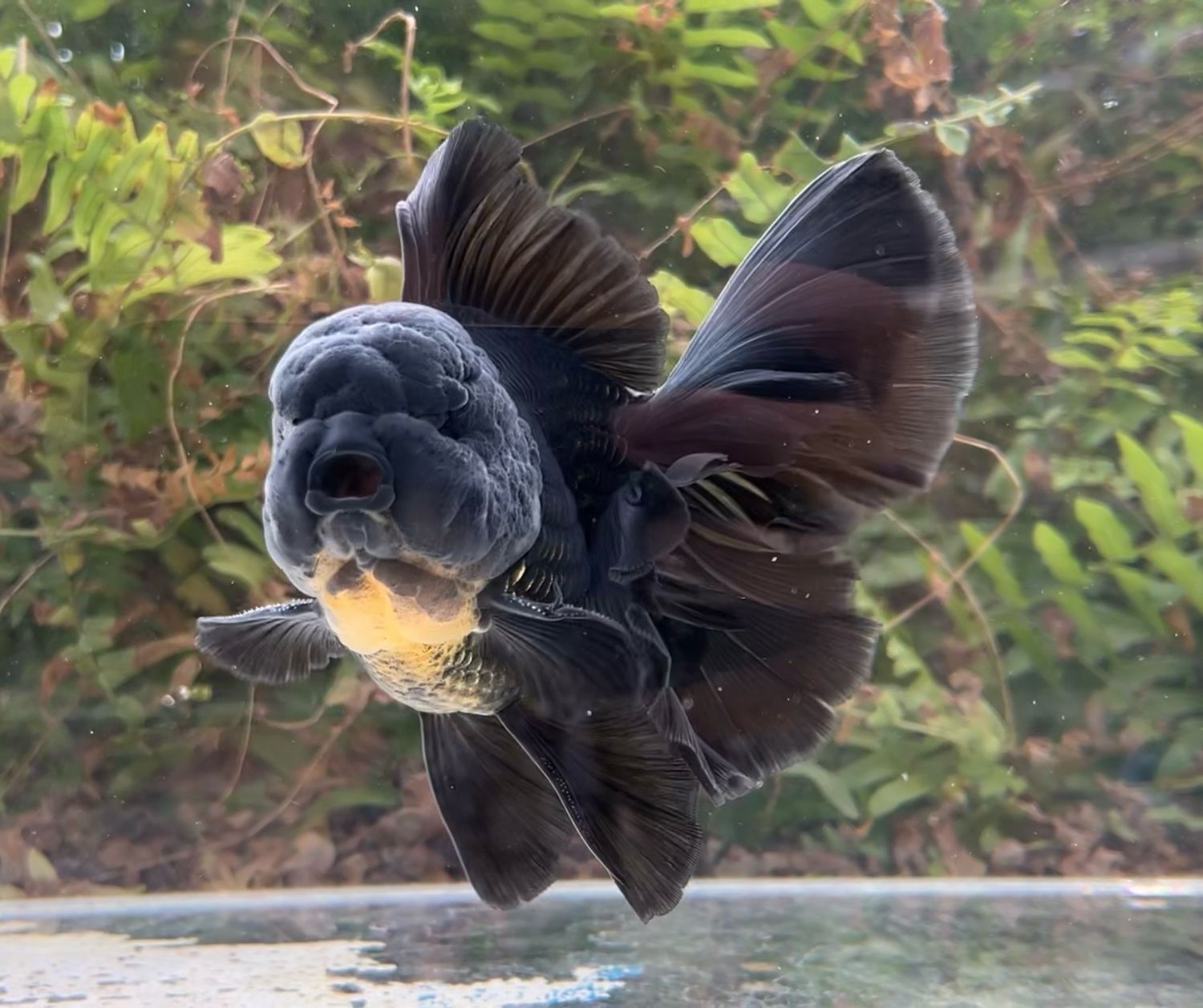 Black Rosetail Oranda (M, 6”) - Free Shipping