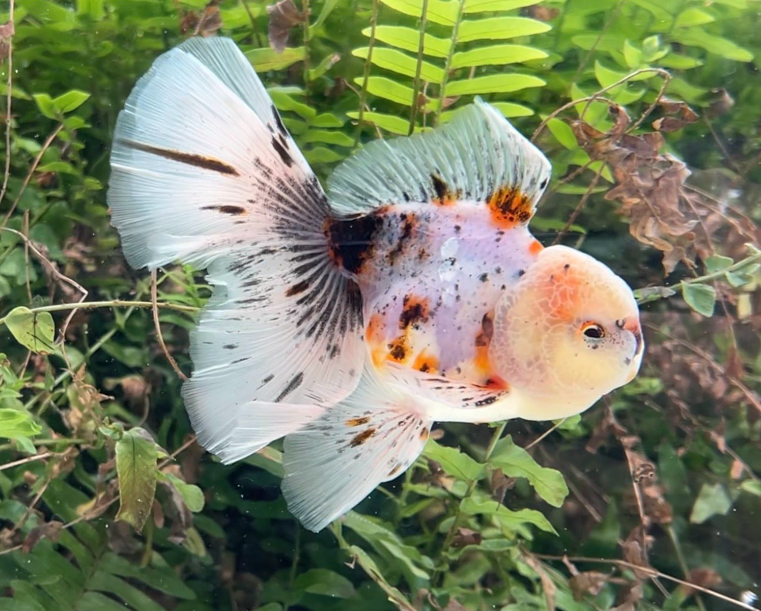 Calico Rosetail Oranda (M, 4.75”) - Free Shipping