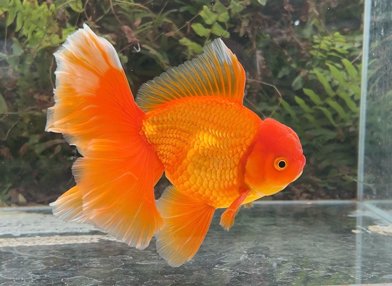 Red Peonytail Oranda (M, 6.75”) - Free Shipping