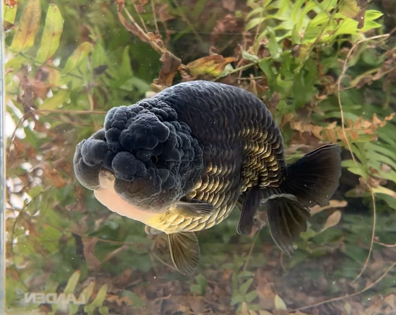 Black Yuanbao Ranchu (M, 5.25”) - Free Shipping