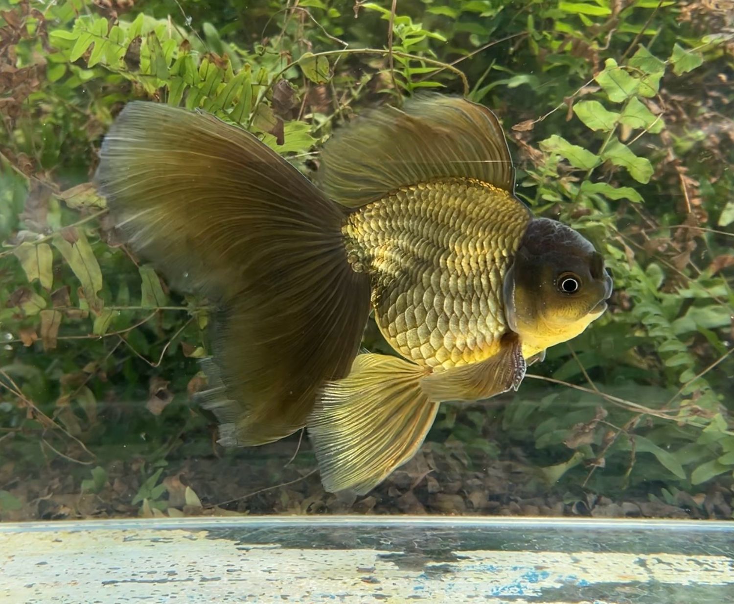 Bronze High Head Veiltail (M, 6.75”) - Free Shipping