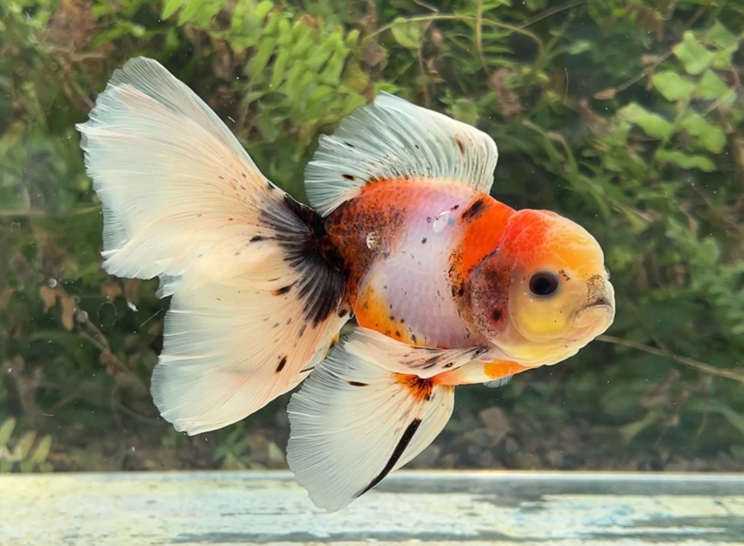 Calico Rosetail Oranda (M, 5.5”) - Free Shipping
