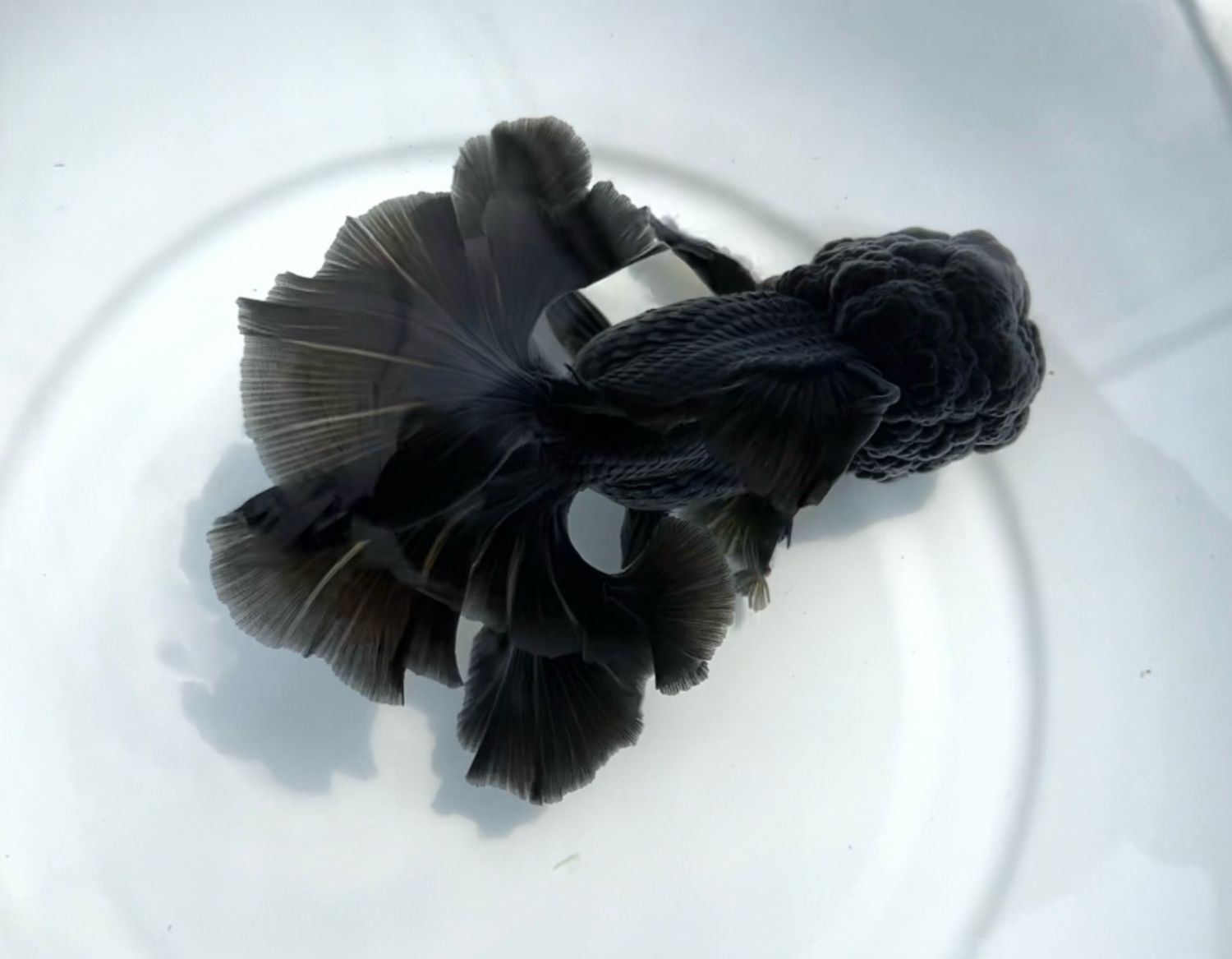 Black Rosetail Oranda (M, 5.75”) - Free Shipping