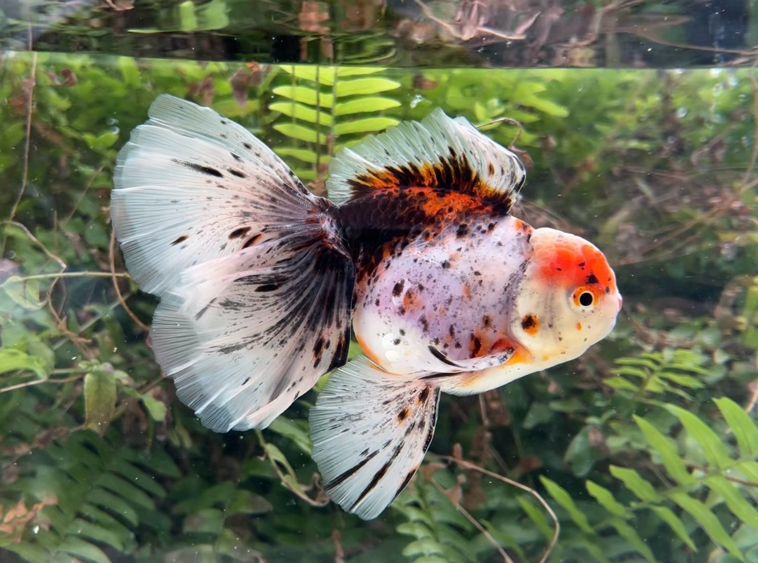 Calico Rosetail Oranda (M, 5.5”) - Free Shipping