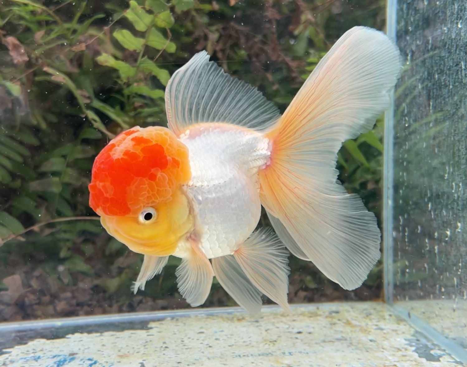 Marble High Head Oranda (M, 6”) - Free Shipping