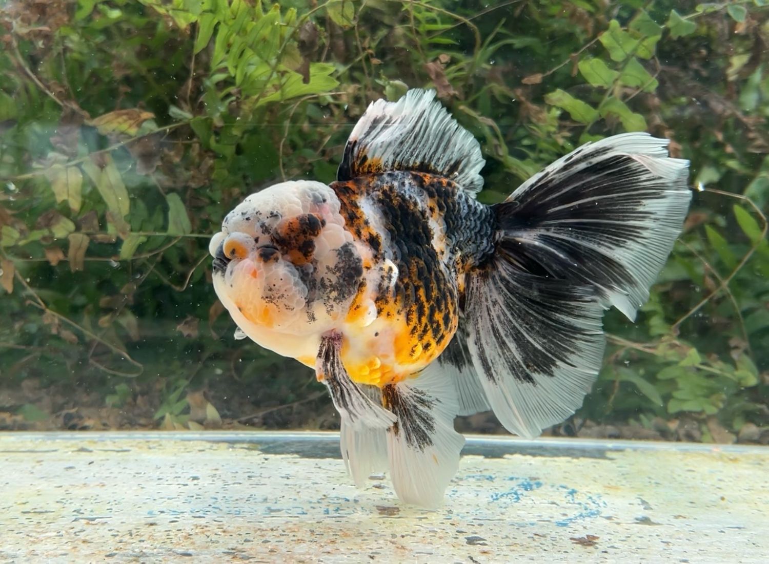 Calico Rosetail Oranda (M, 6.25”) - Free Shipping