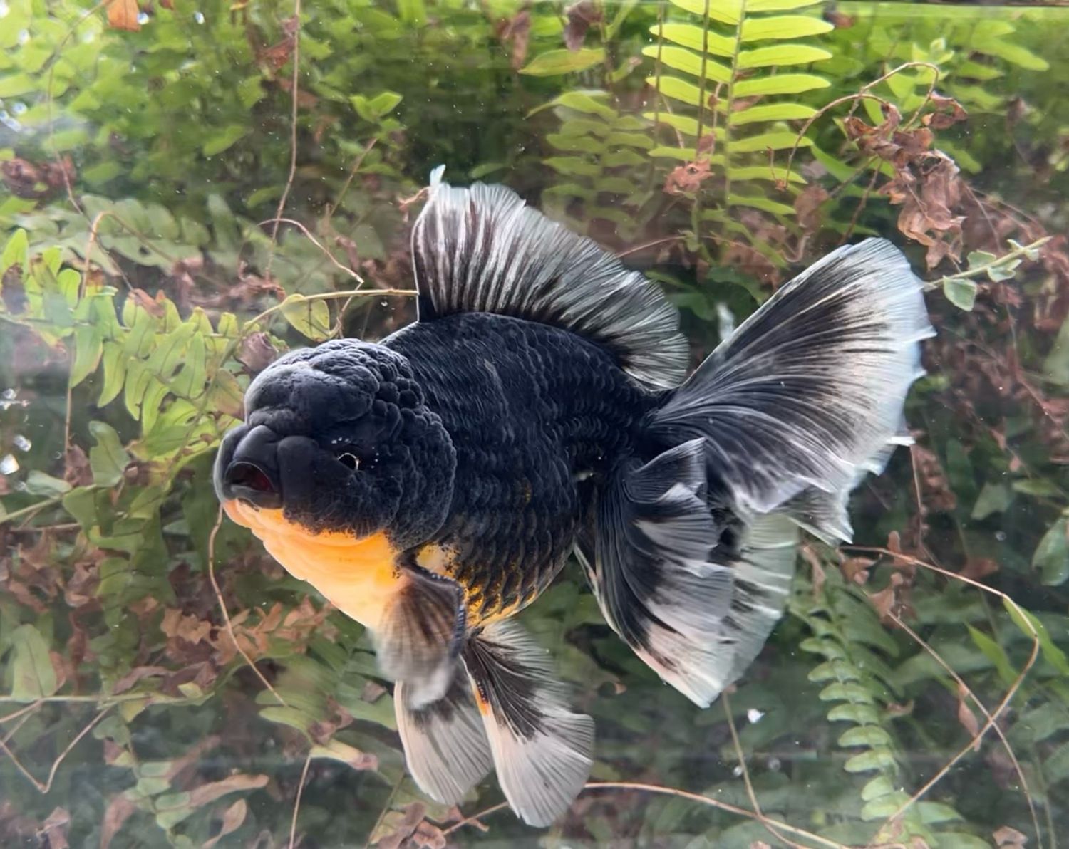 Black Kirin Rosetail Oranda (M, 7”) - Free Shipping