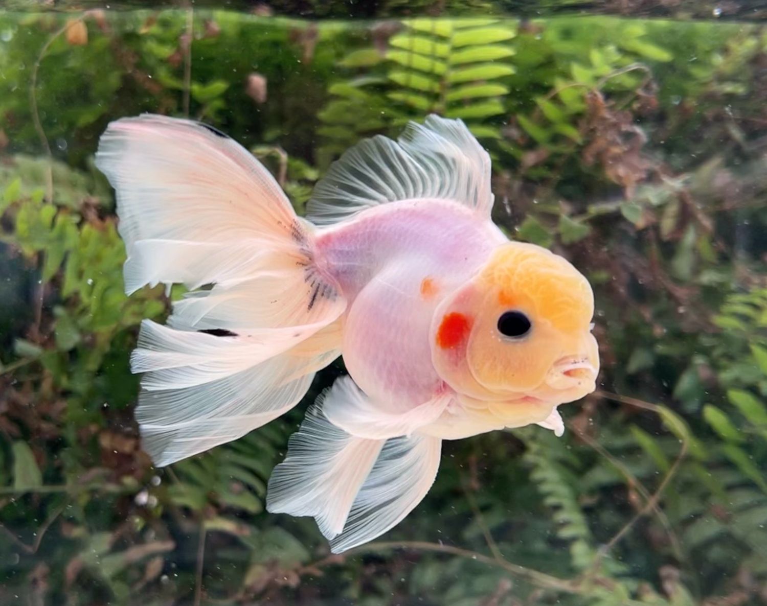 White Matte Rosetail Oranda (M, 5”) - Free Shipping