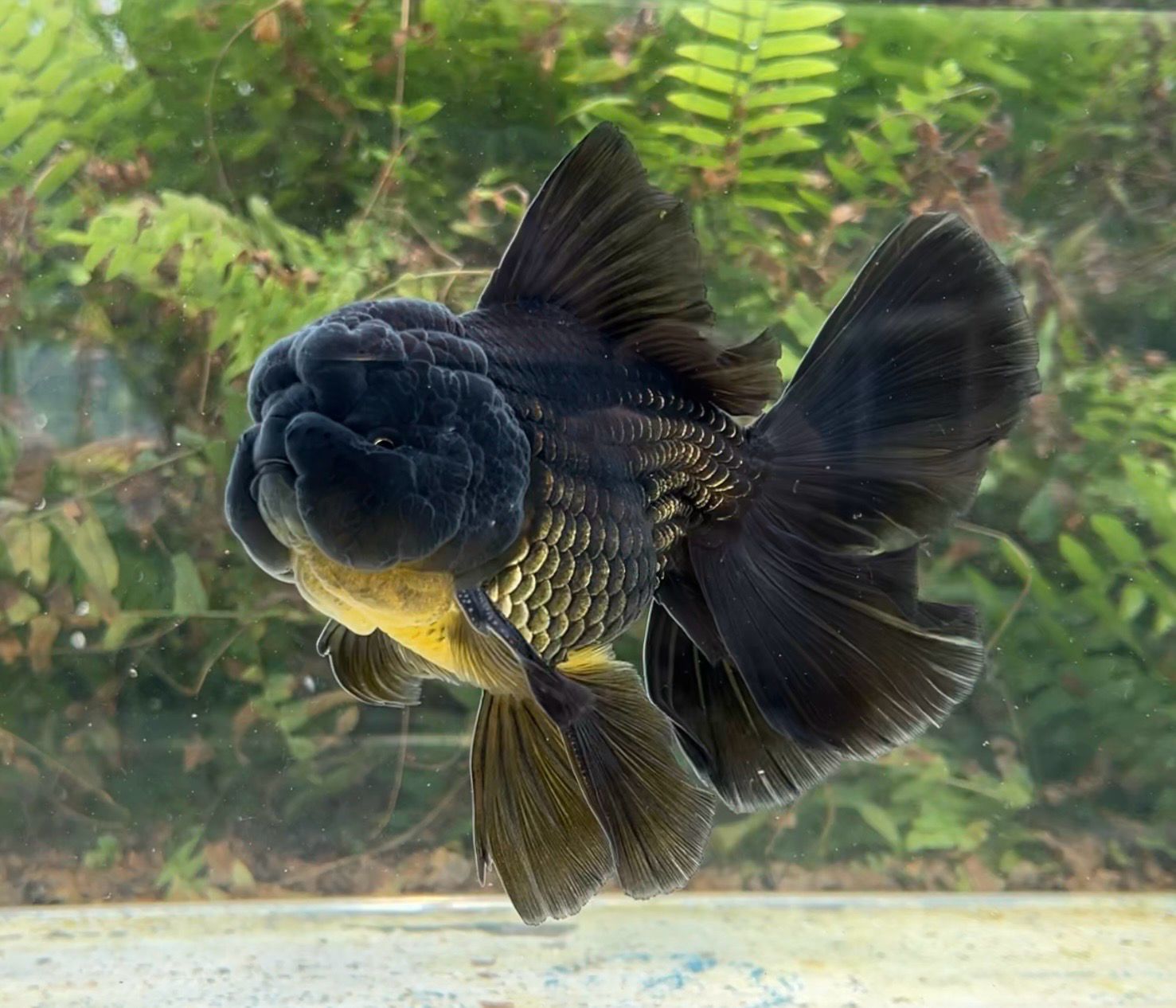 Black Rosetail Oranda (M, 6.25”) - Free Shipping