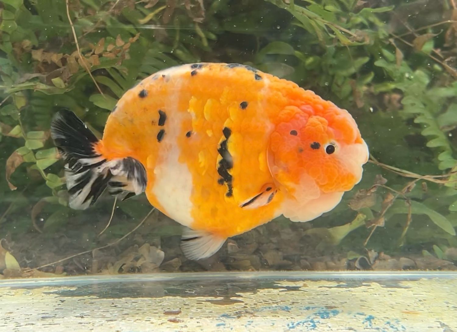 Gold Coin Tri-color Yuanbao Ranchu (M, 5”) - Free Shipping