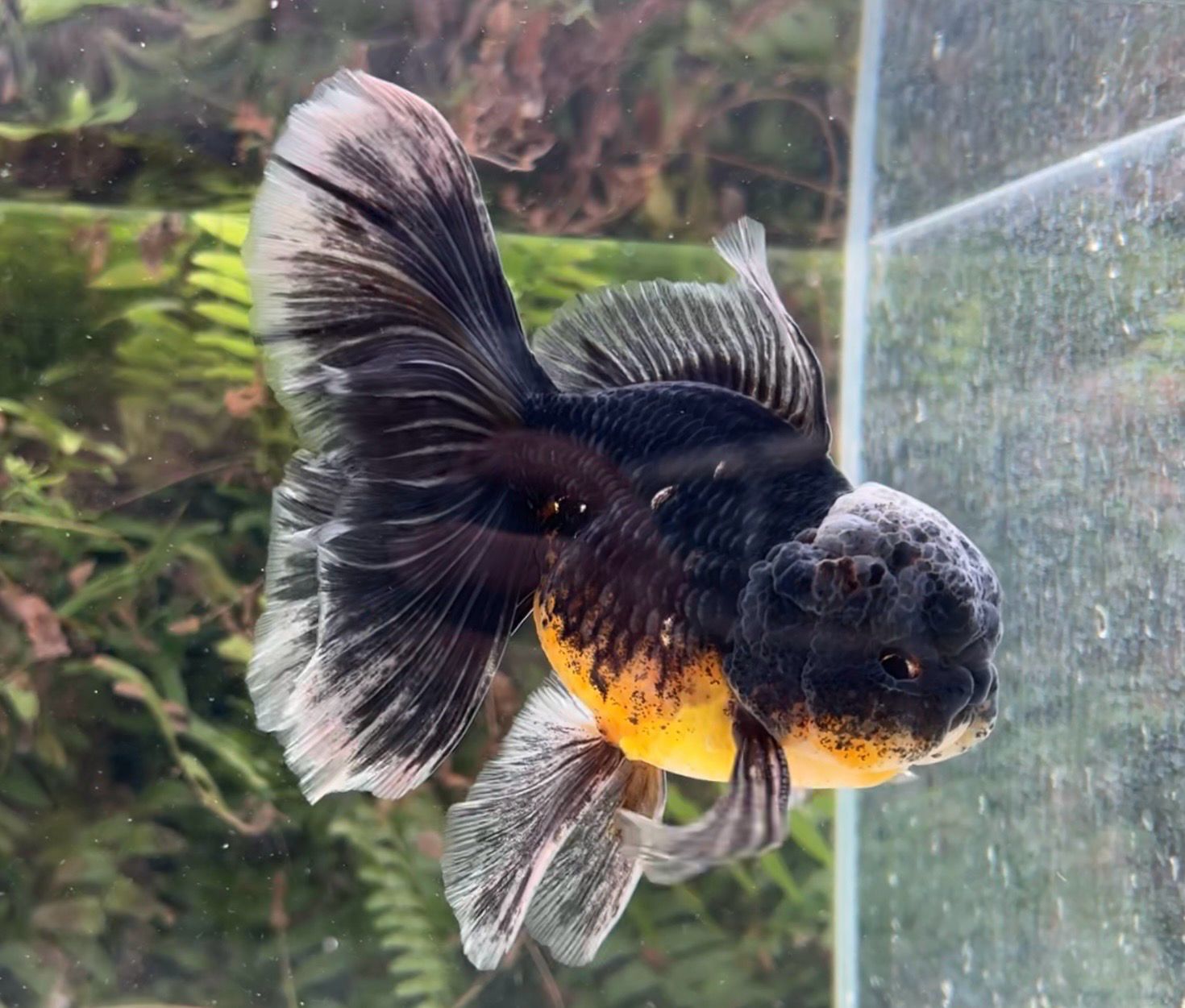 Black Kirin Rosetail Oranda (M, 5.5”) - Free Shipping